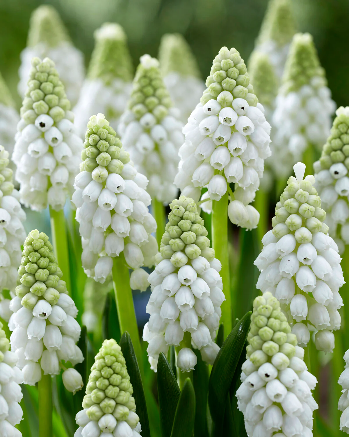 Muscari 'White Pearl'
