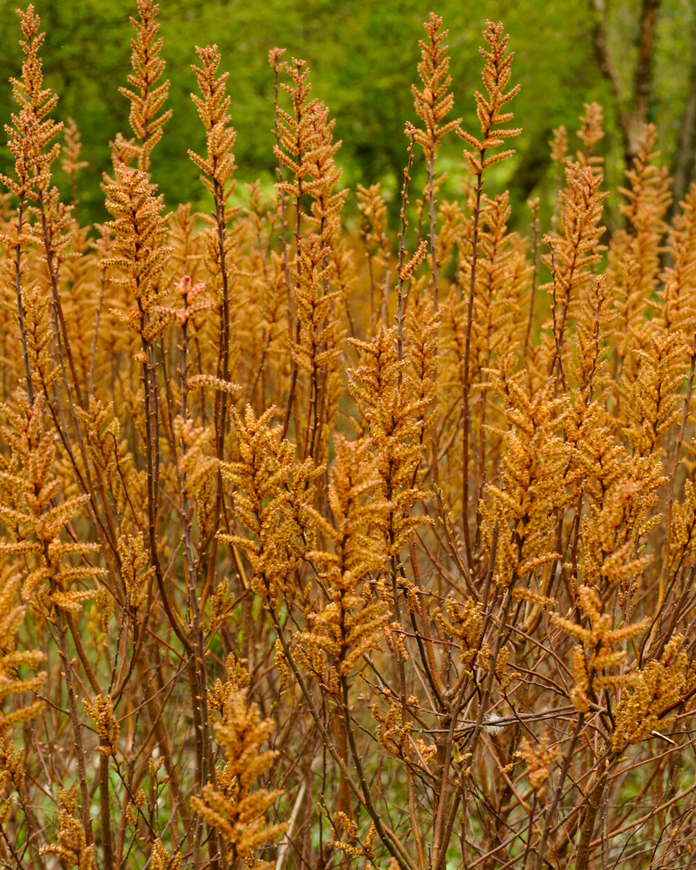 Myrica gale