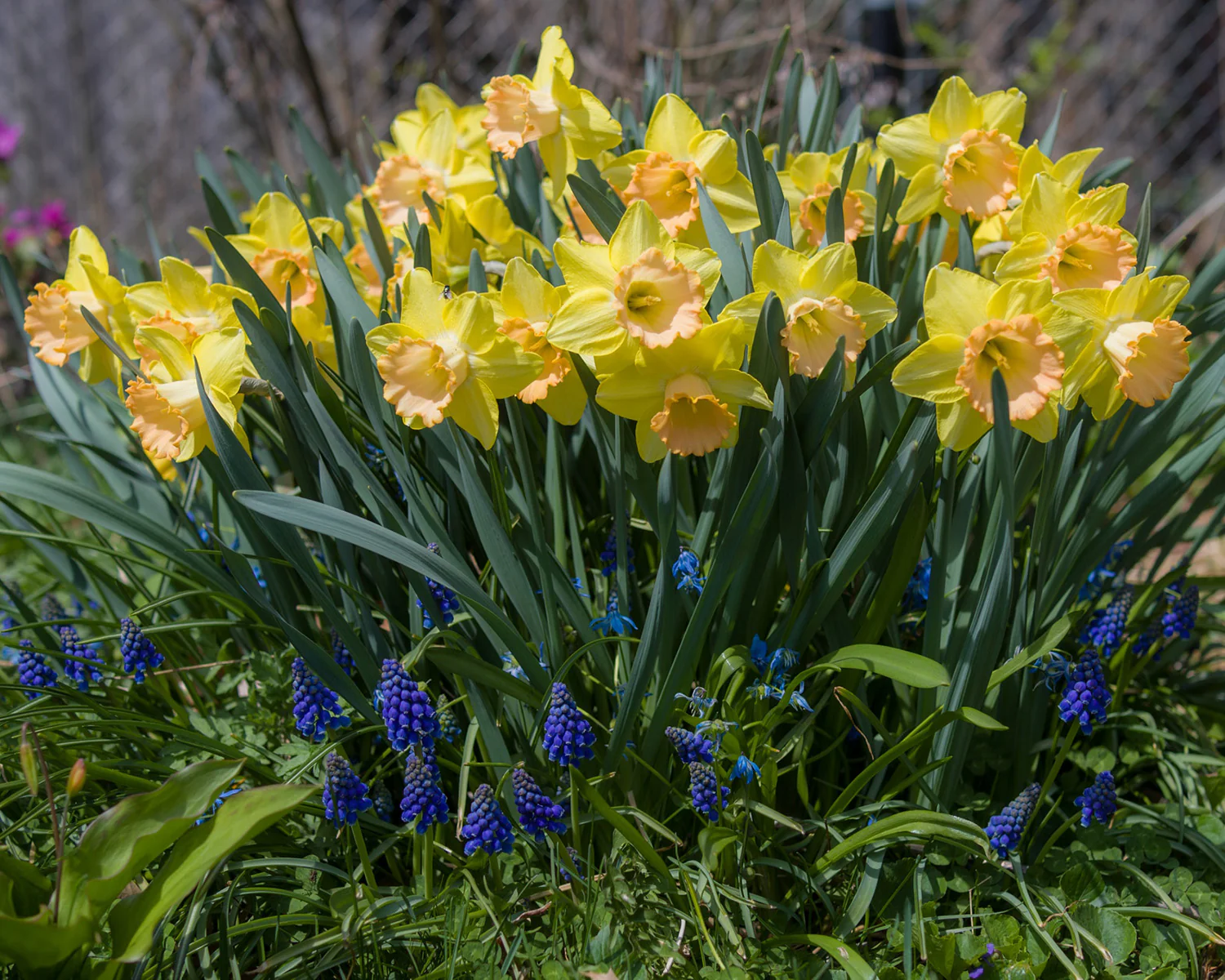 Narcissus 'Alexis Beauty' - Image 2