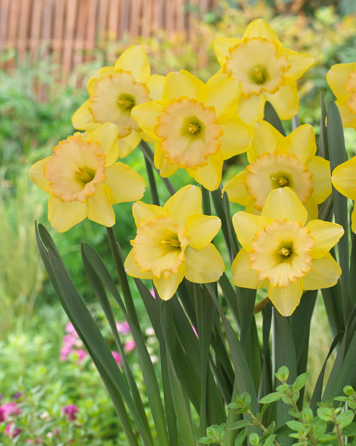 Narcissus 'Alexis Beauty' - Image 9