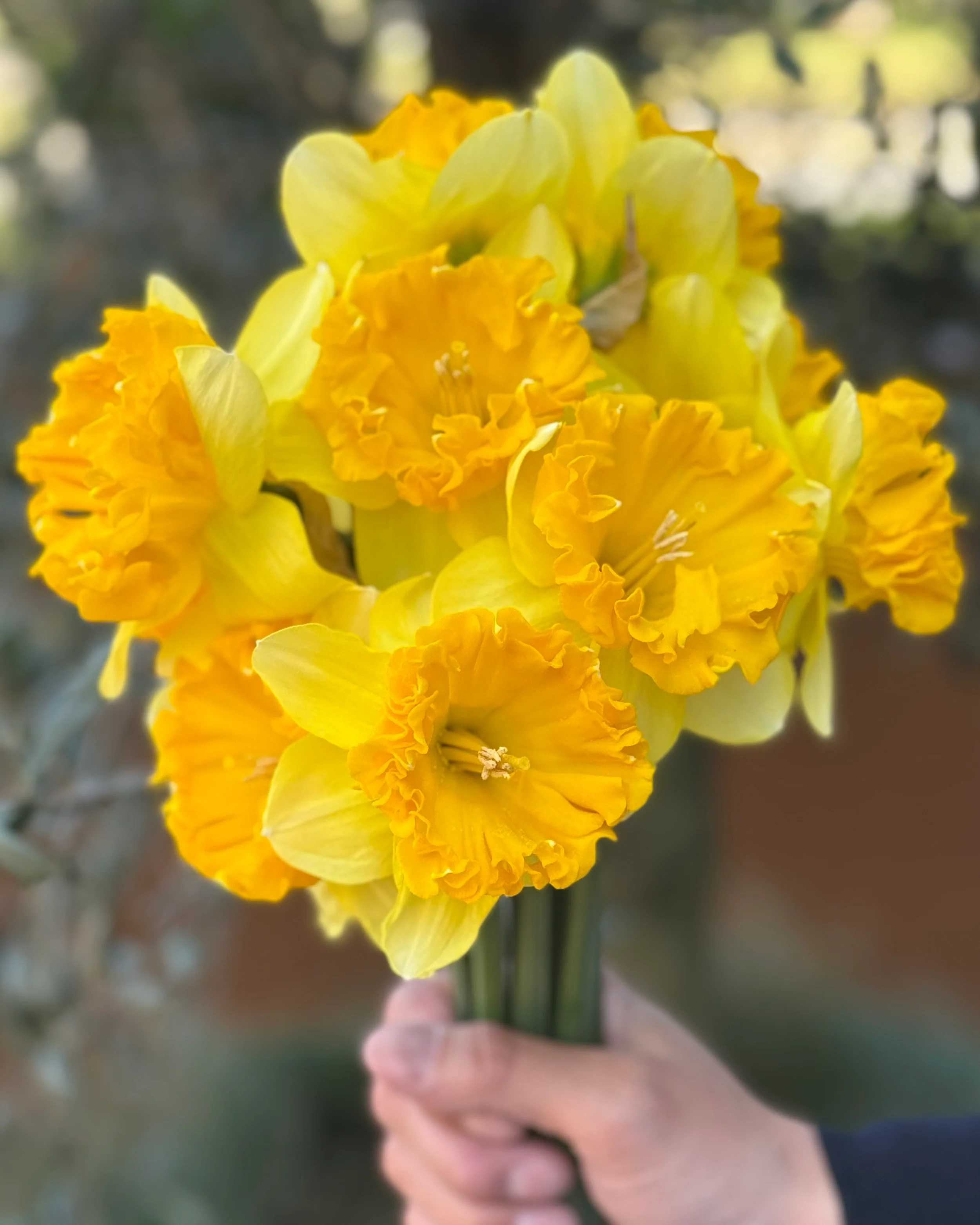 Narcissus 'Bea Wolf' - Image 4