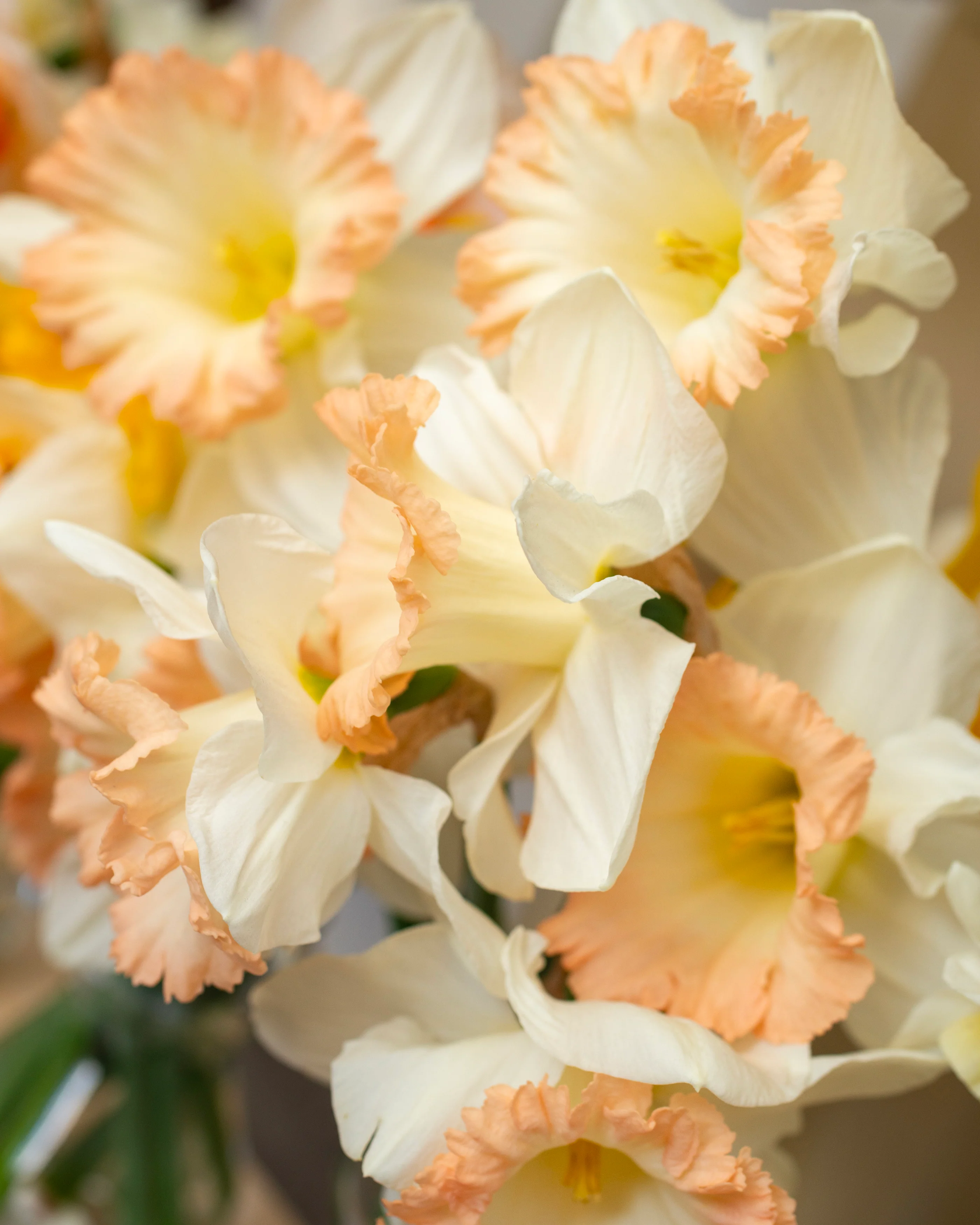 Narcissus 'British Gamble' - Image 4
