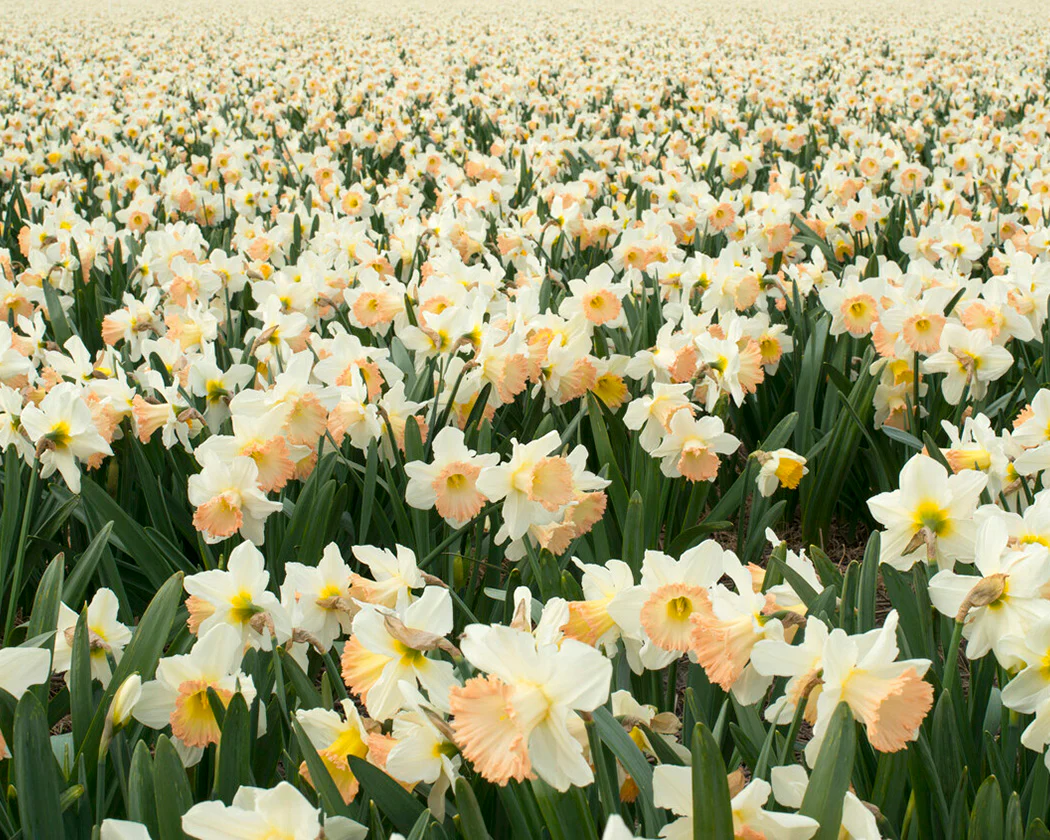 Narcissus 'British Gamble' - Image 5