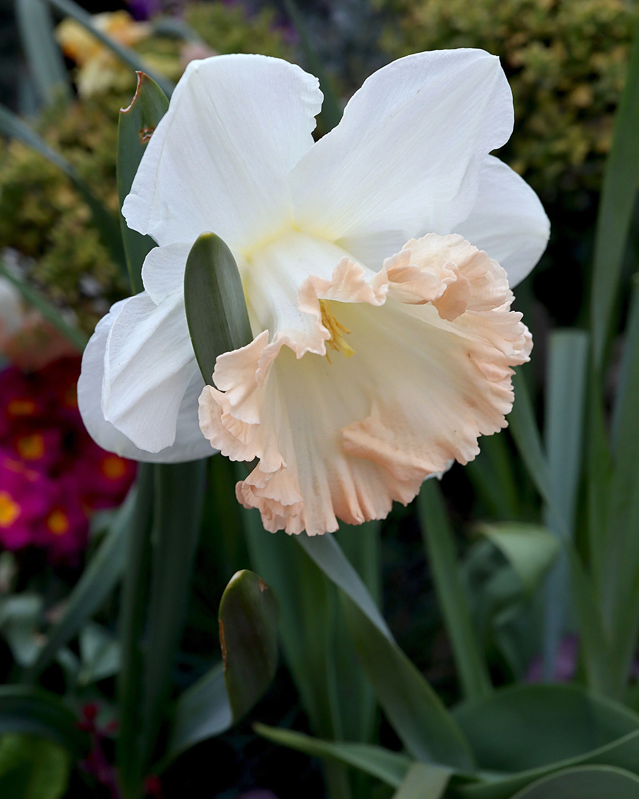 Narcissus 'British Gamble' - Image 8
