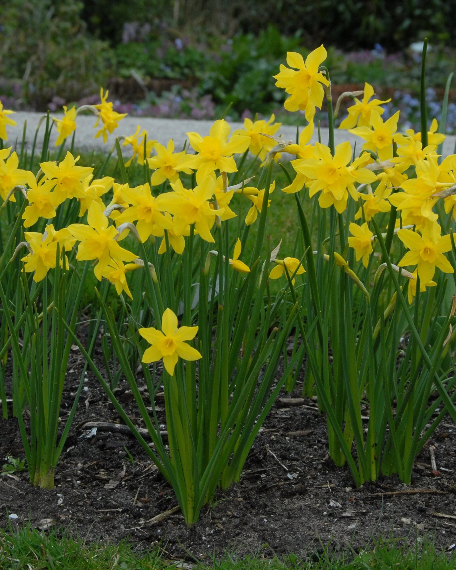 Narcissus 'Campernelle'
