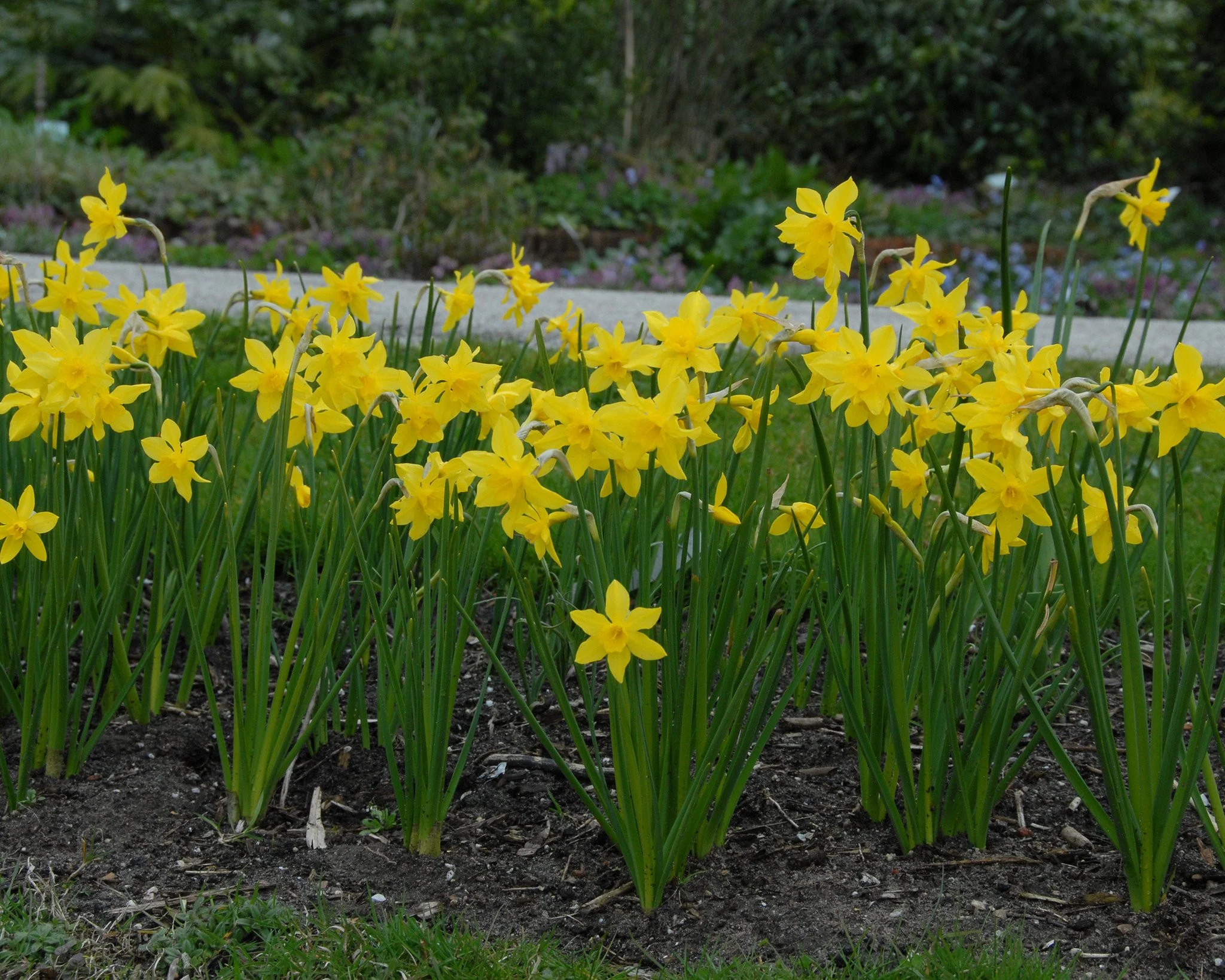 Narcissus 'Campernelle' - Image 4
