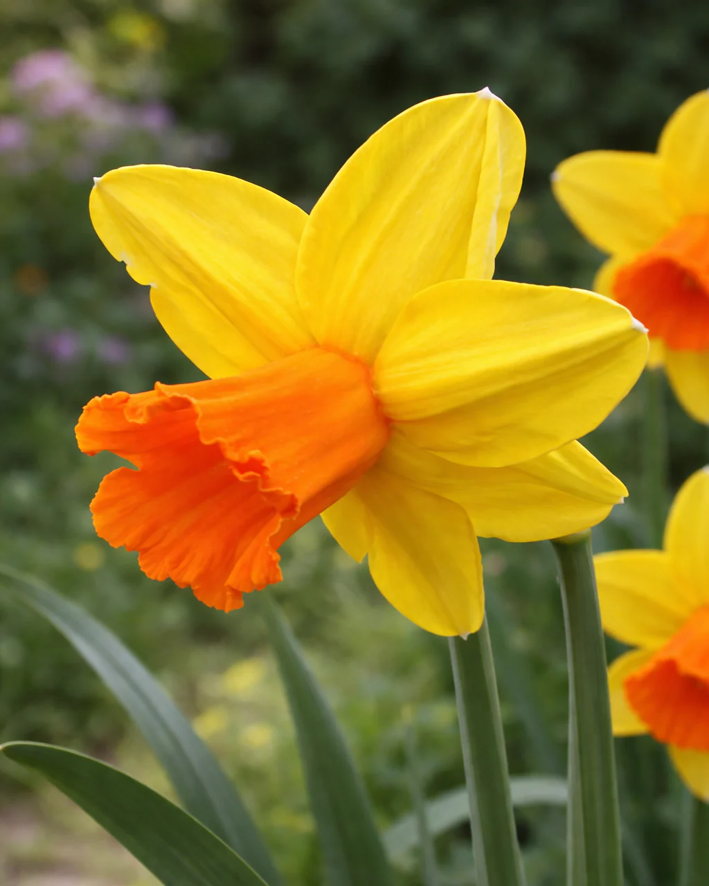 Narcissus 'Classic Garden'