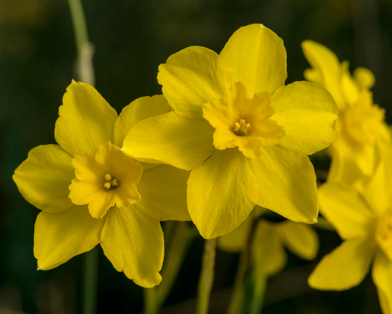 Narcissus cordubensis - Image 7