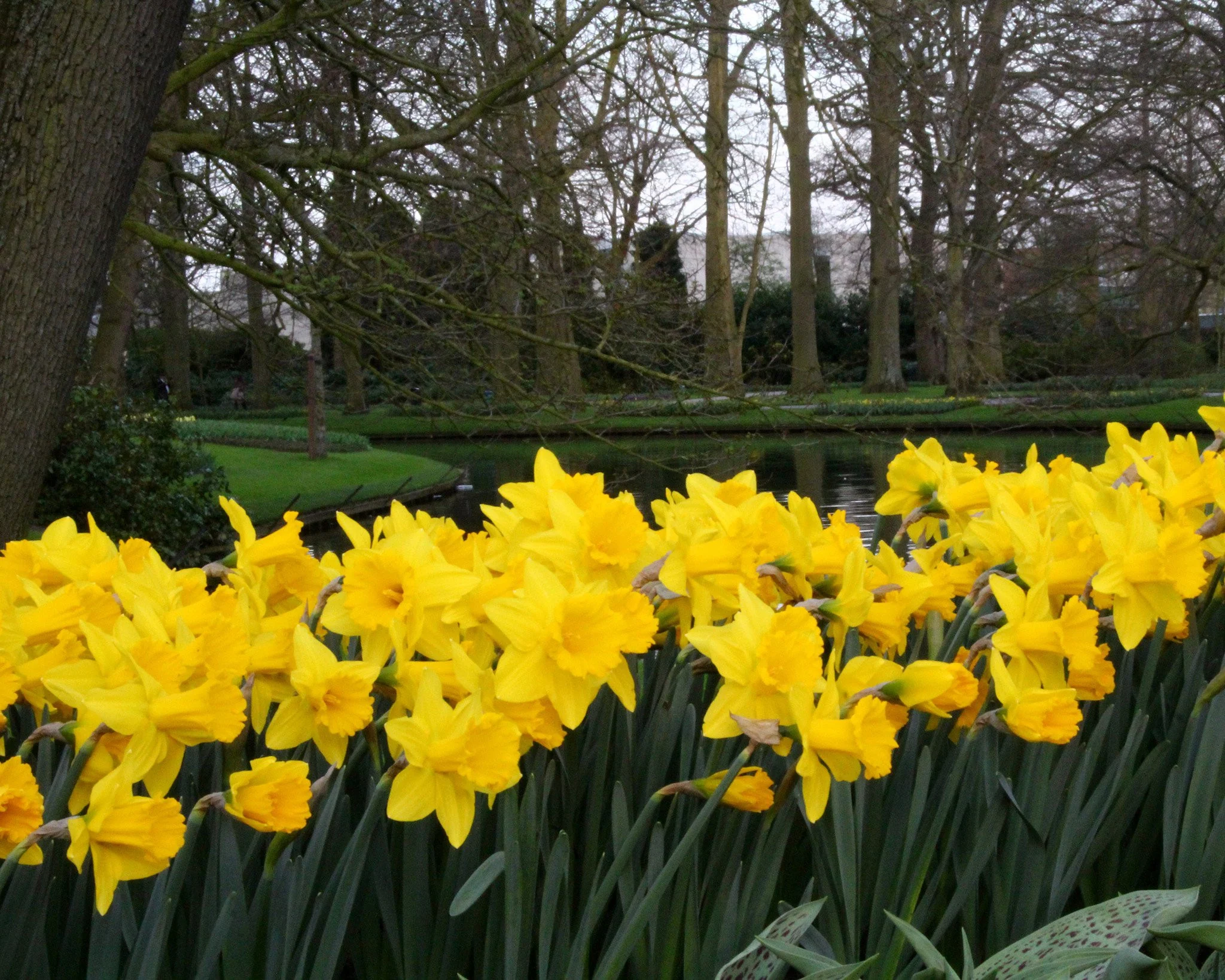 Narcissus 'Dutch Master' - Image 2