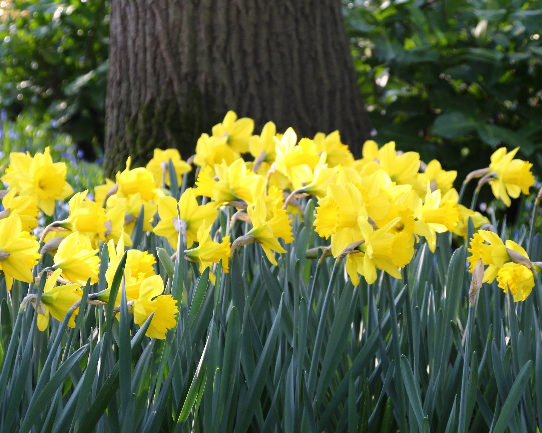 Narcissus 'Dutch Master' - Image 5