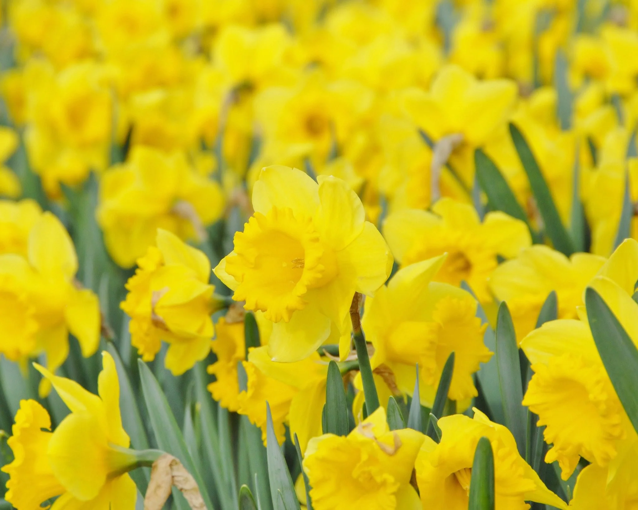 Narcissus 'Dutch Master' - Image 8