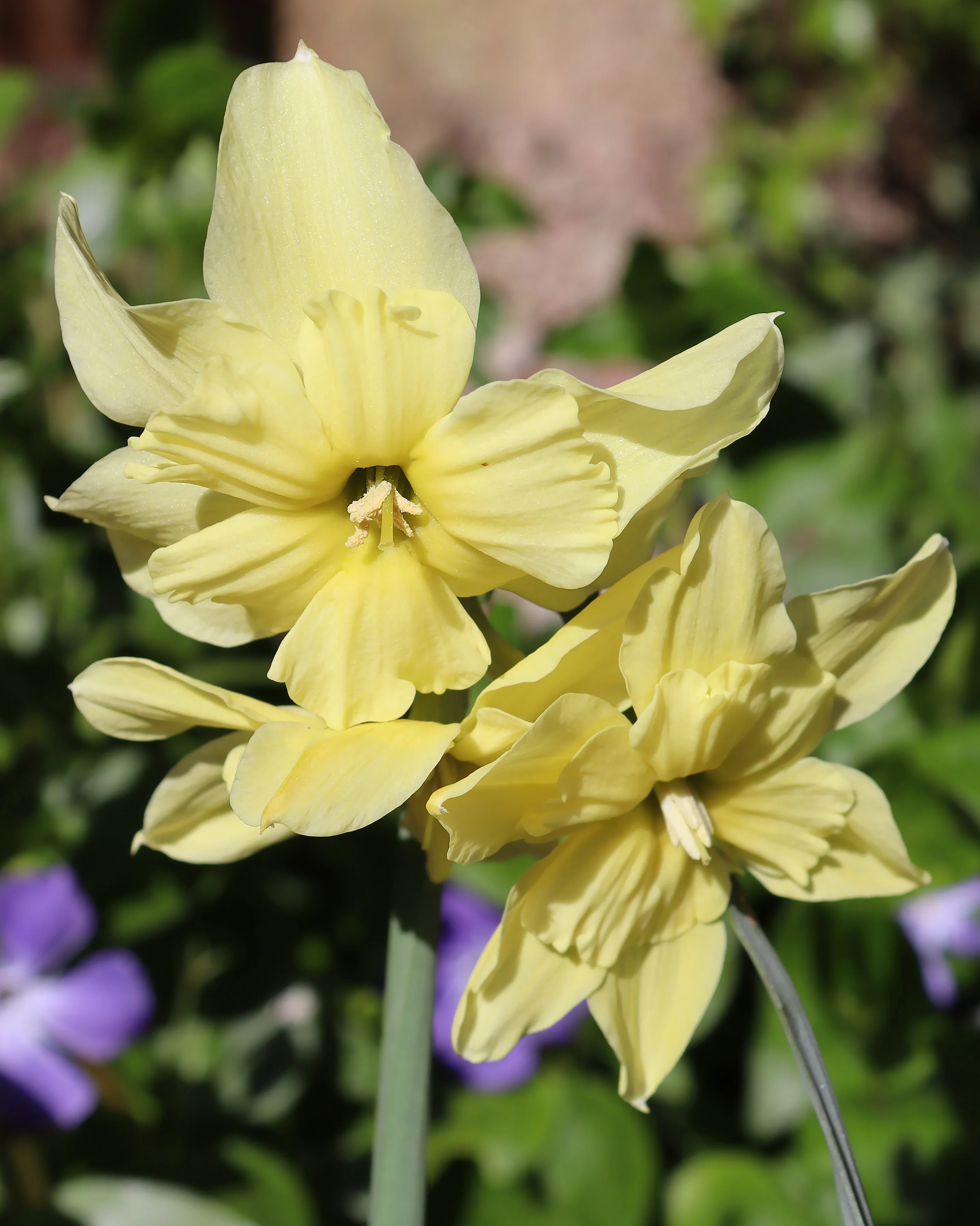 Narcissus 'Exotic Mystery'