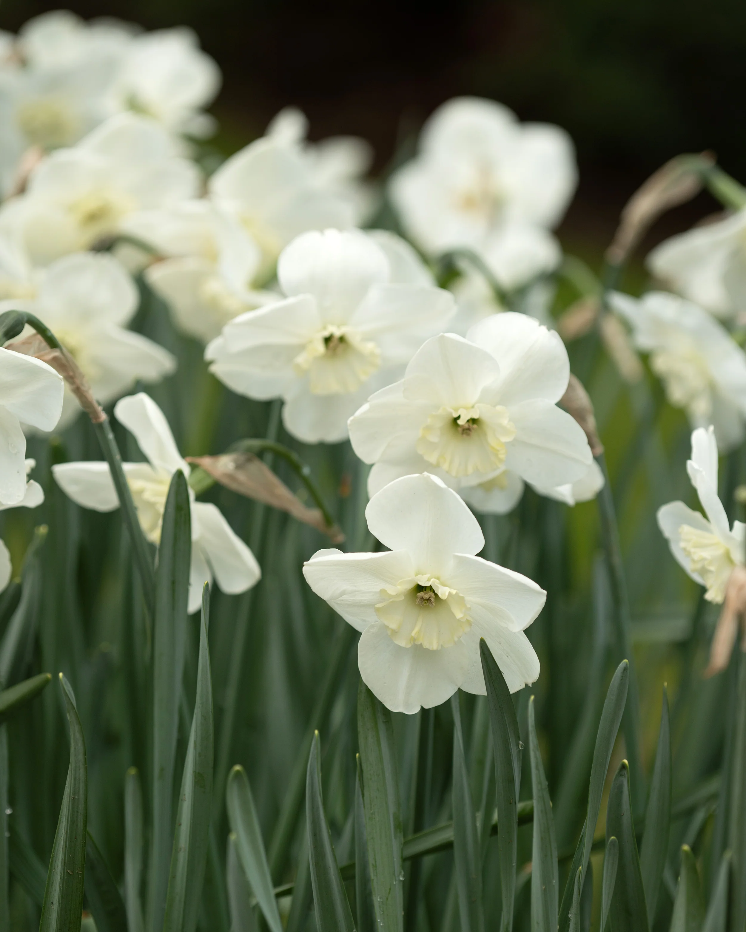 Narcissus 'Falmouth Bay' - Image 6