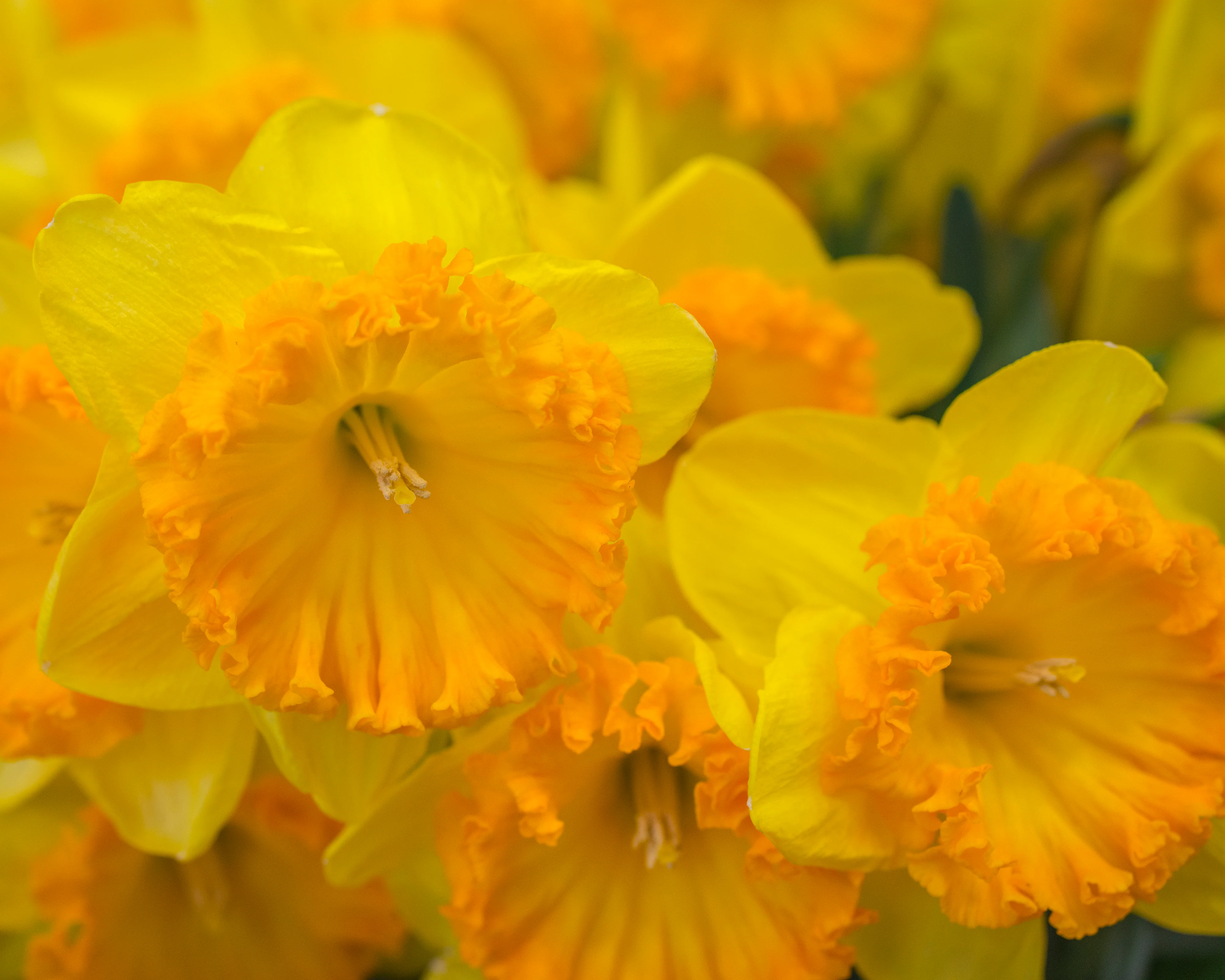 Narcissus 'Ferris Wheel' - Image 6
