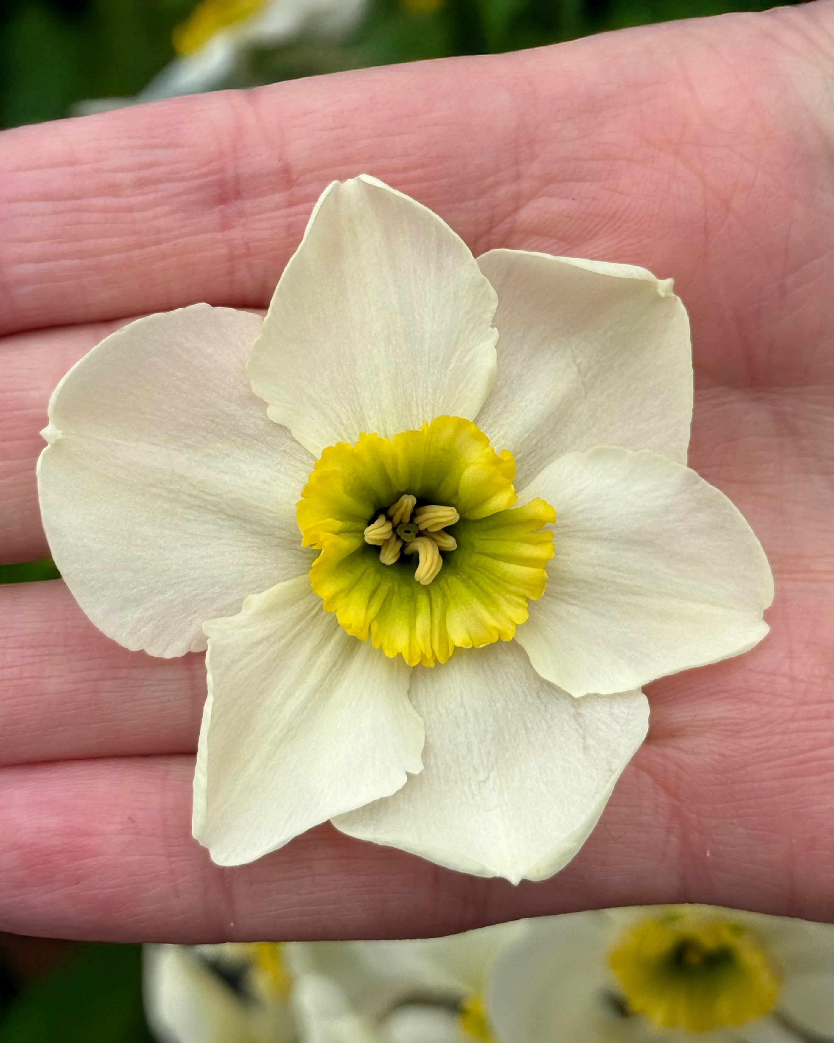 Narcissus 'Gracy's Green' - Image 4