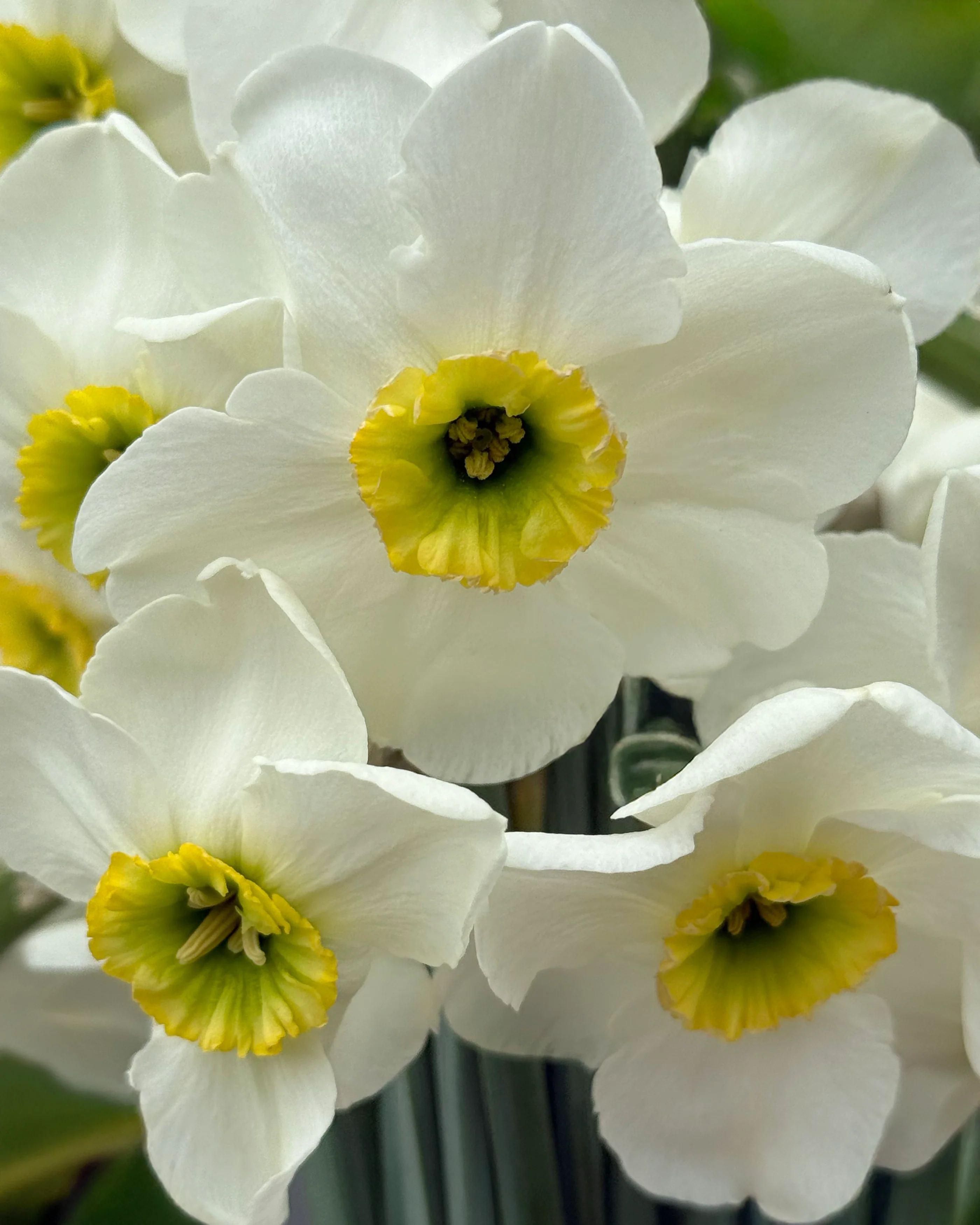 Narcissus 'Gracy's Green' - Image 5
