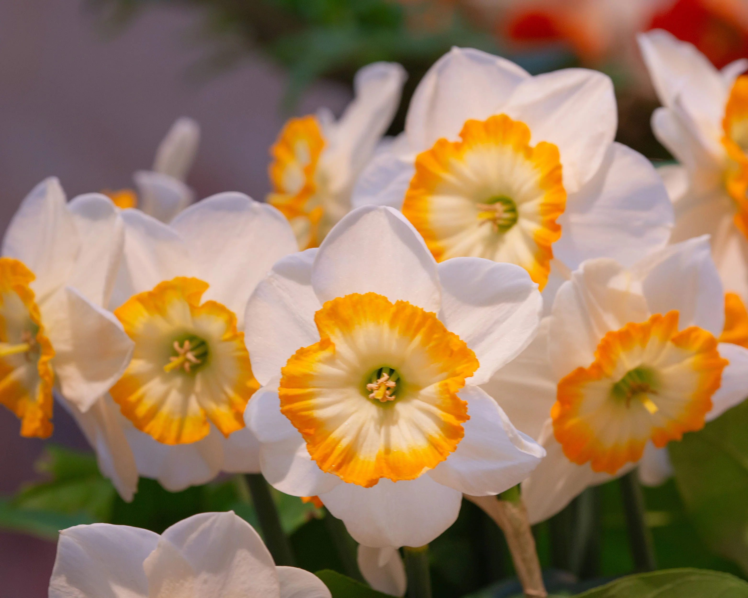 Narcissus 'Happy Smiles' - Image 7