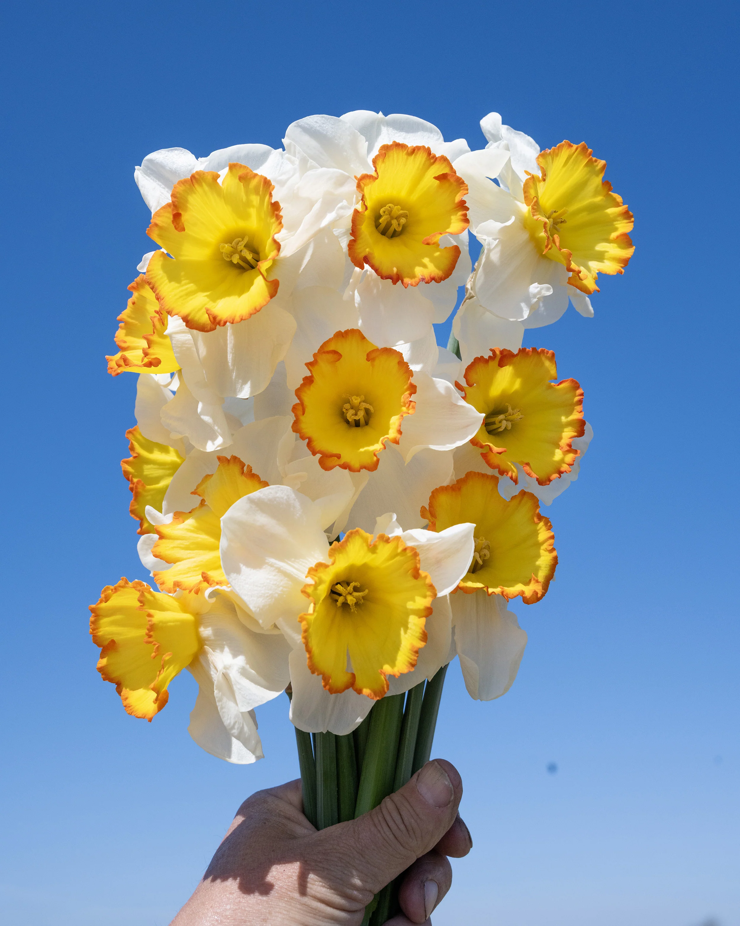 Narcissus 'Hawaiian Skies' - Image 3