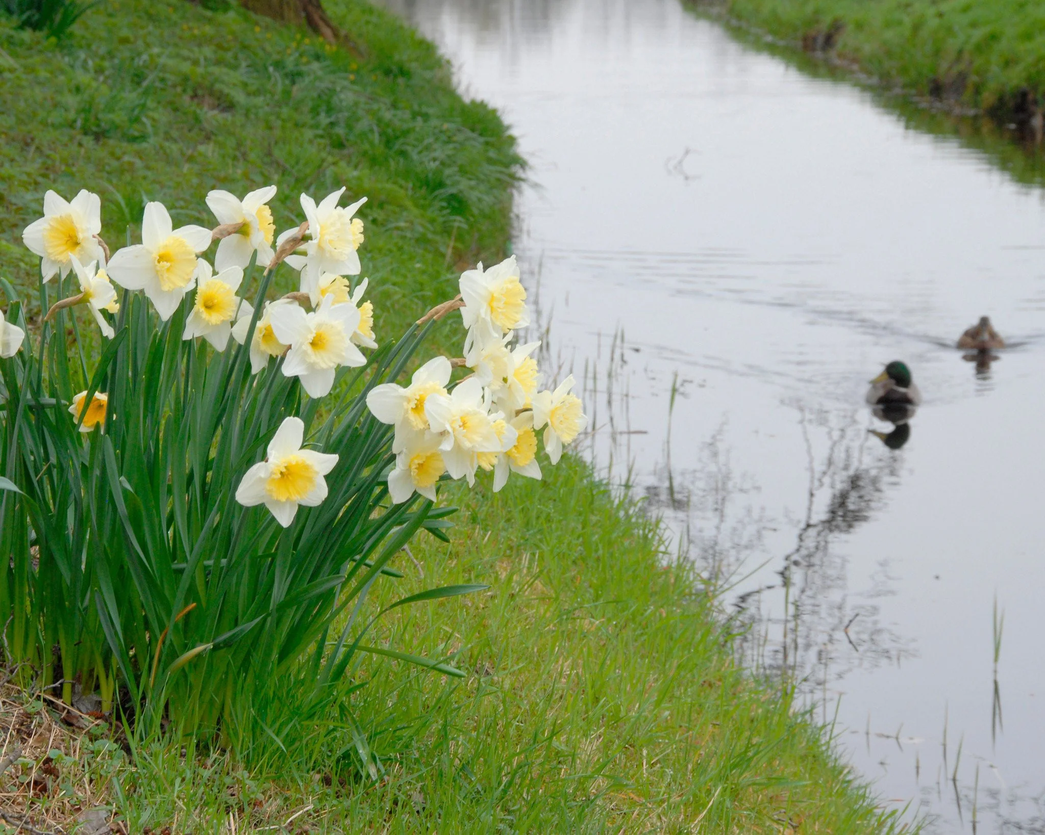 Narcissus 'Ice Follies' - Image 4