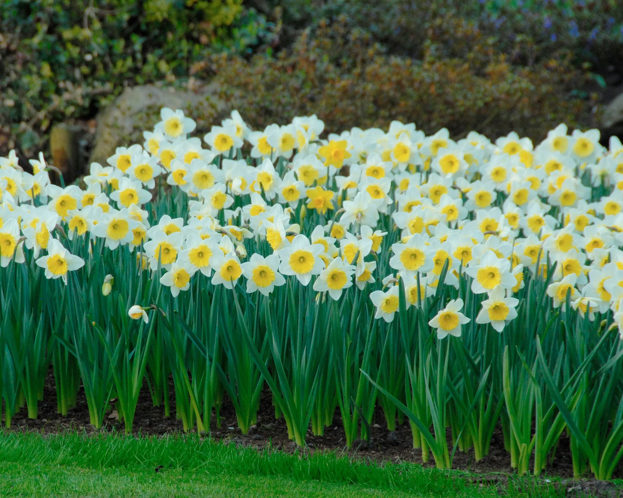 Narcissus 'Ice Follies' - Image 5