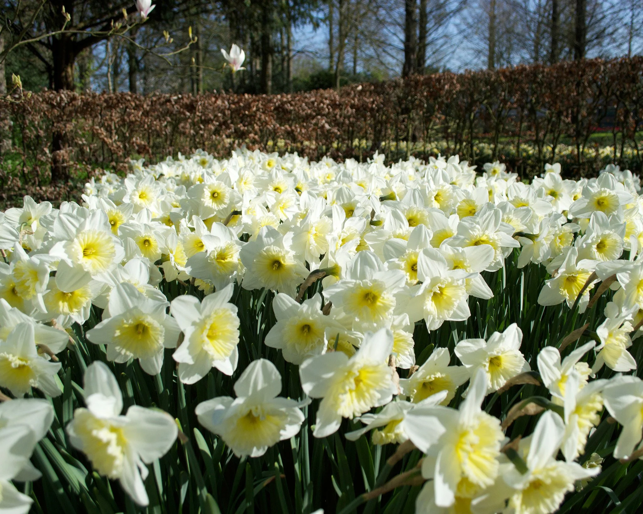 Narcissus 'Ice Follies' - Image 6
