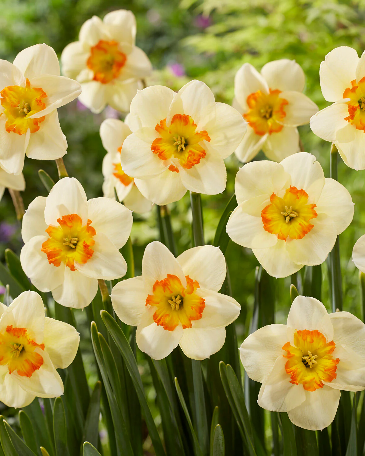 Narcissus 'Infinite Joy' - Image 7