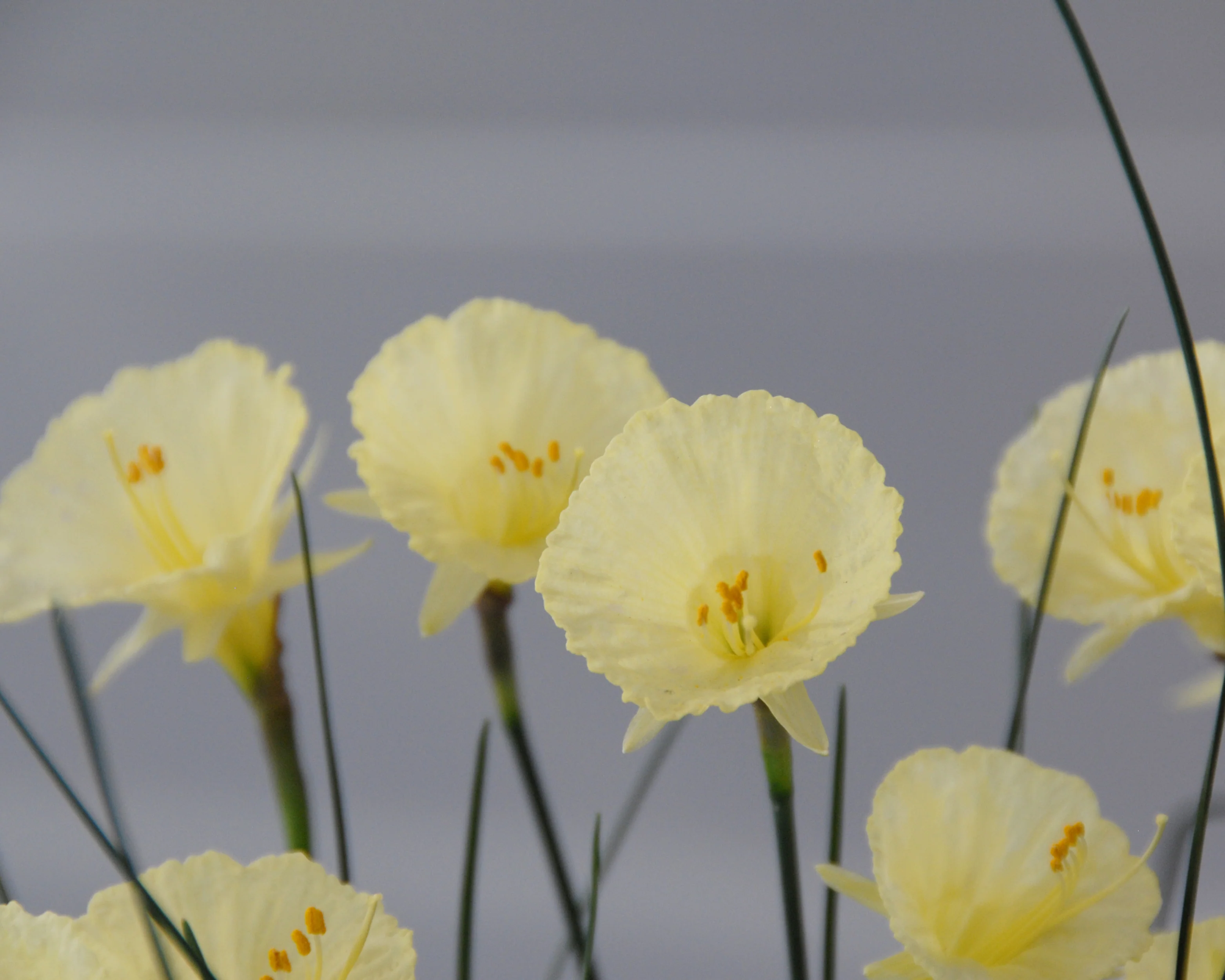 Narcissus 'Julia Jane' - Image 6