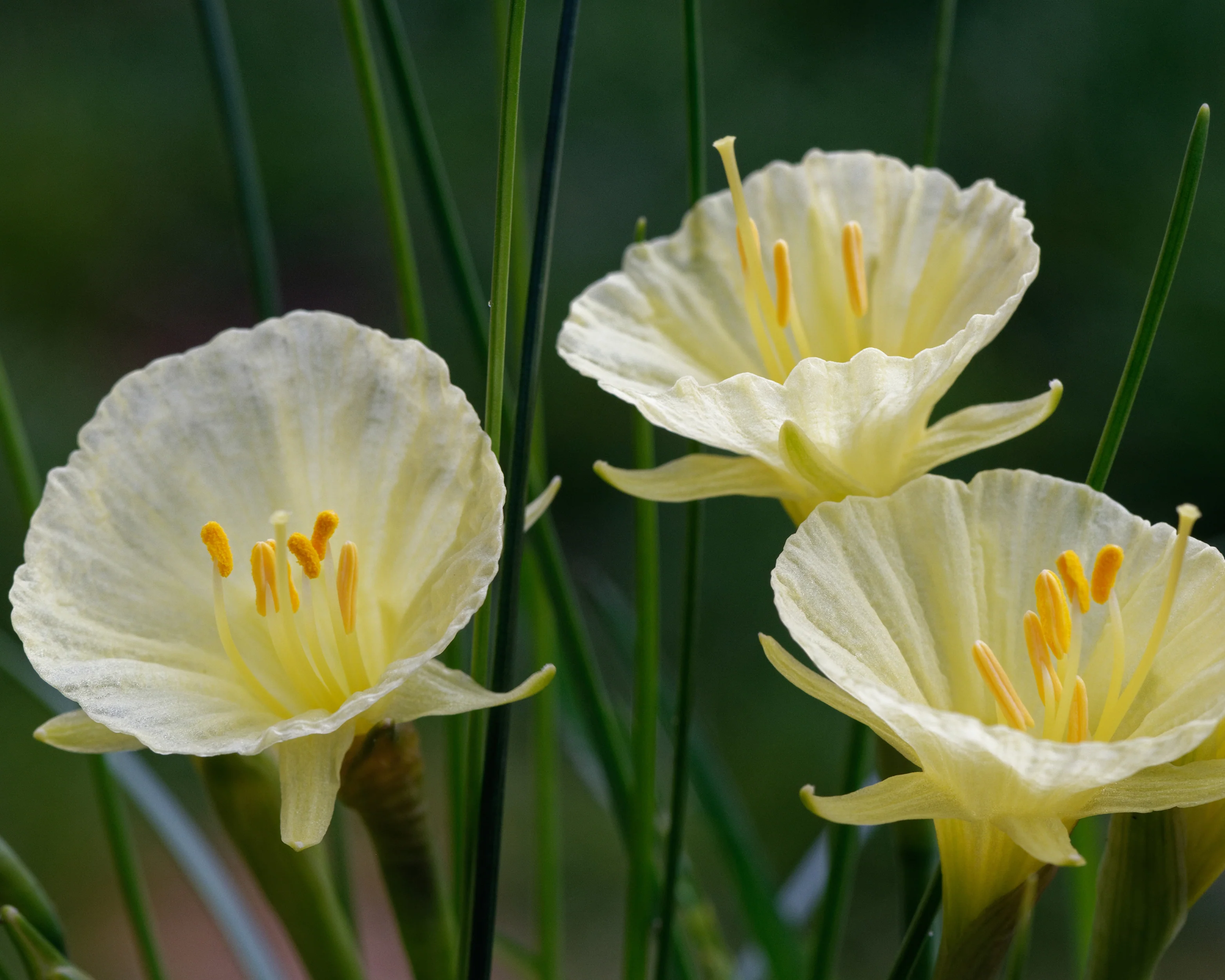 Narcissus 'Julia Jane' - Image 9