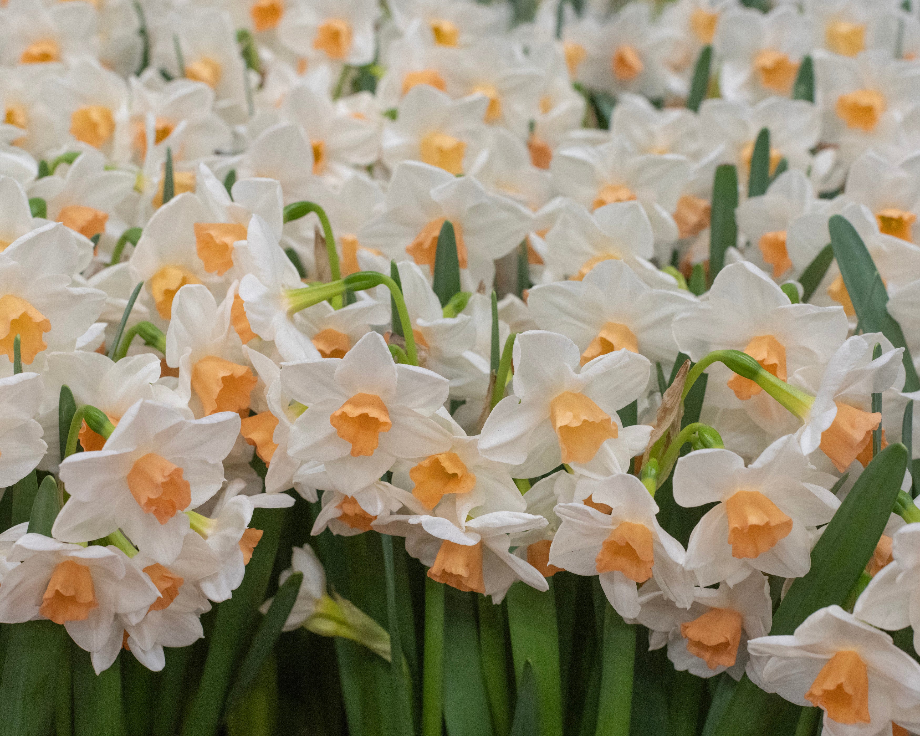 Narcissus 'Kapiti Peach' - Image 9