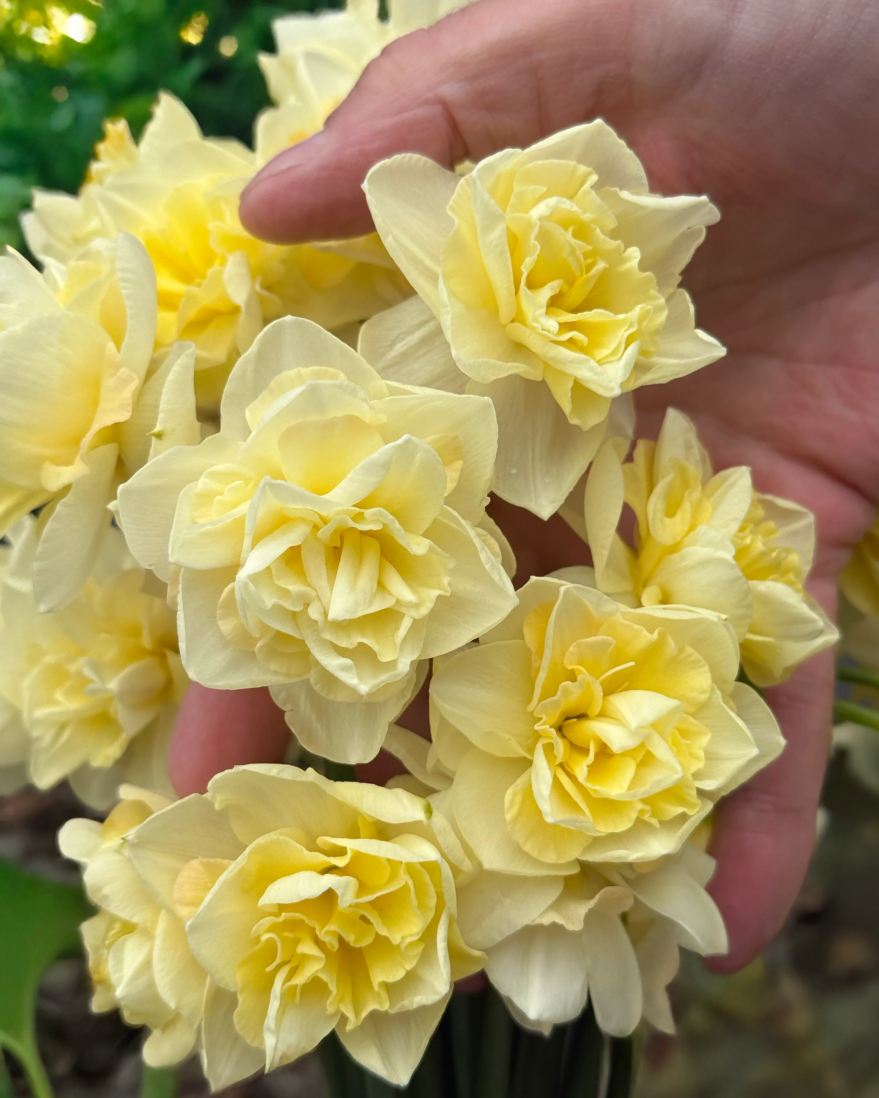 Narcissus 'Little Kiwi'