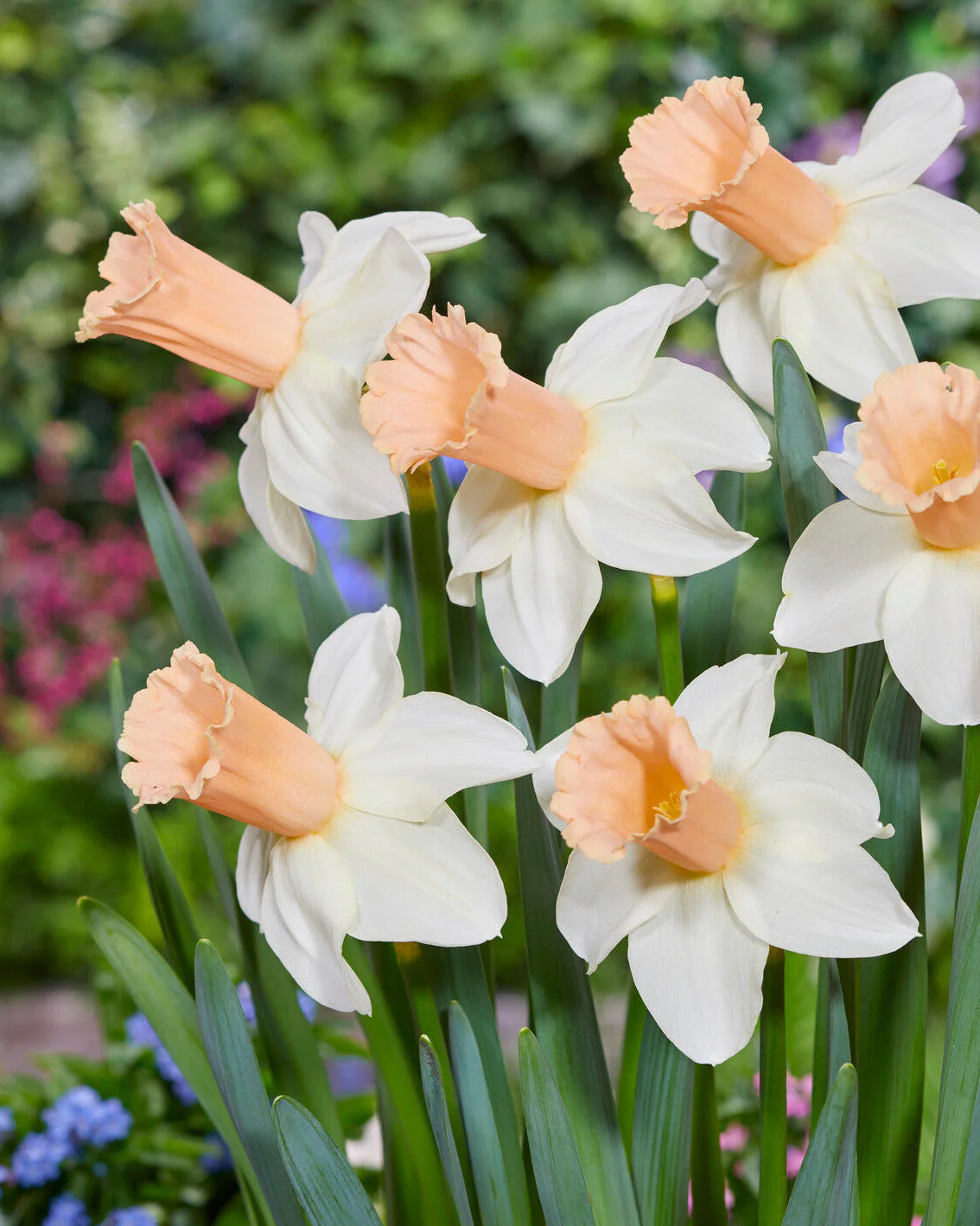 Narcissus 'Llanfair'