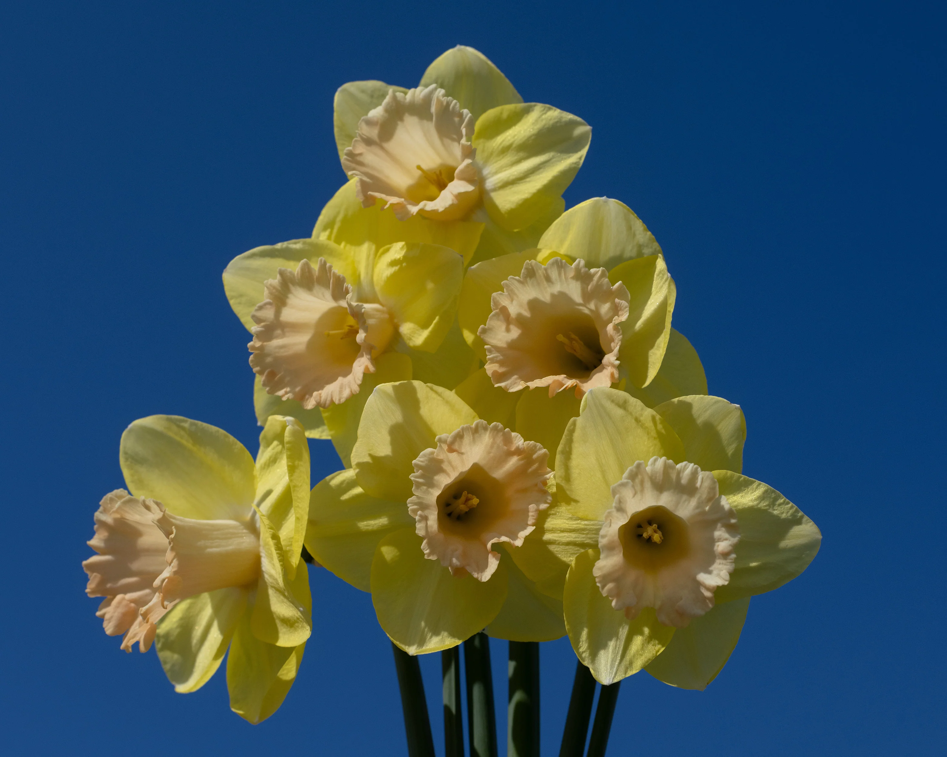 Narcissus 'Lorikeet' - Image 11