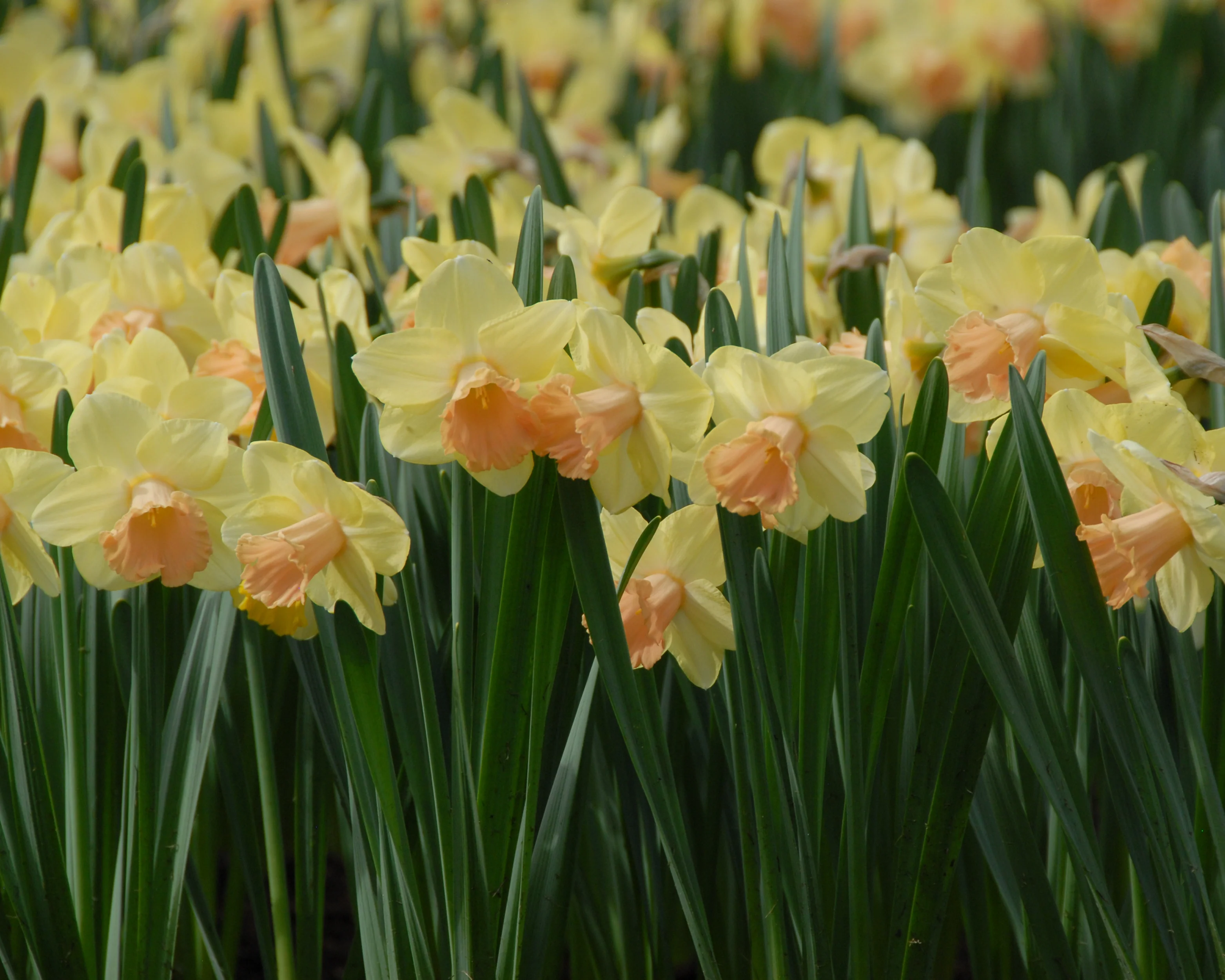 Narcissus 'Lorikeet' - Image 3