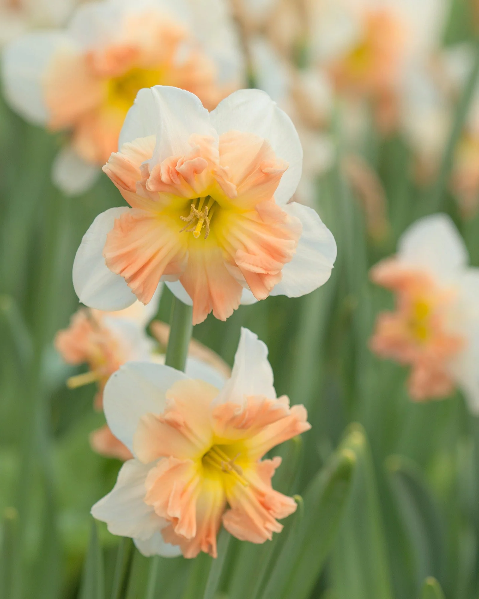 Narcissus 'Mallee'