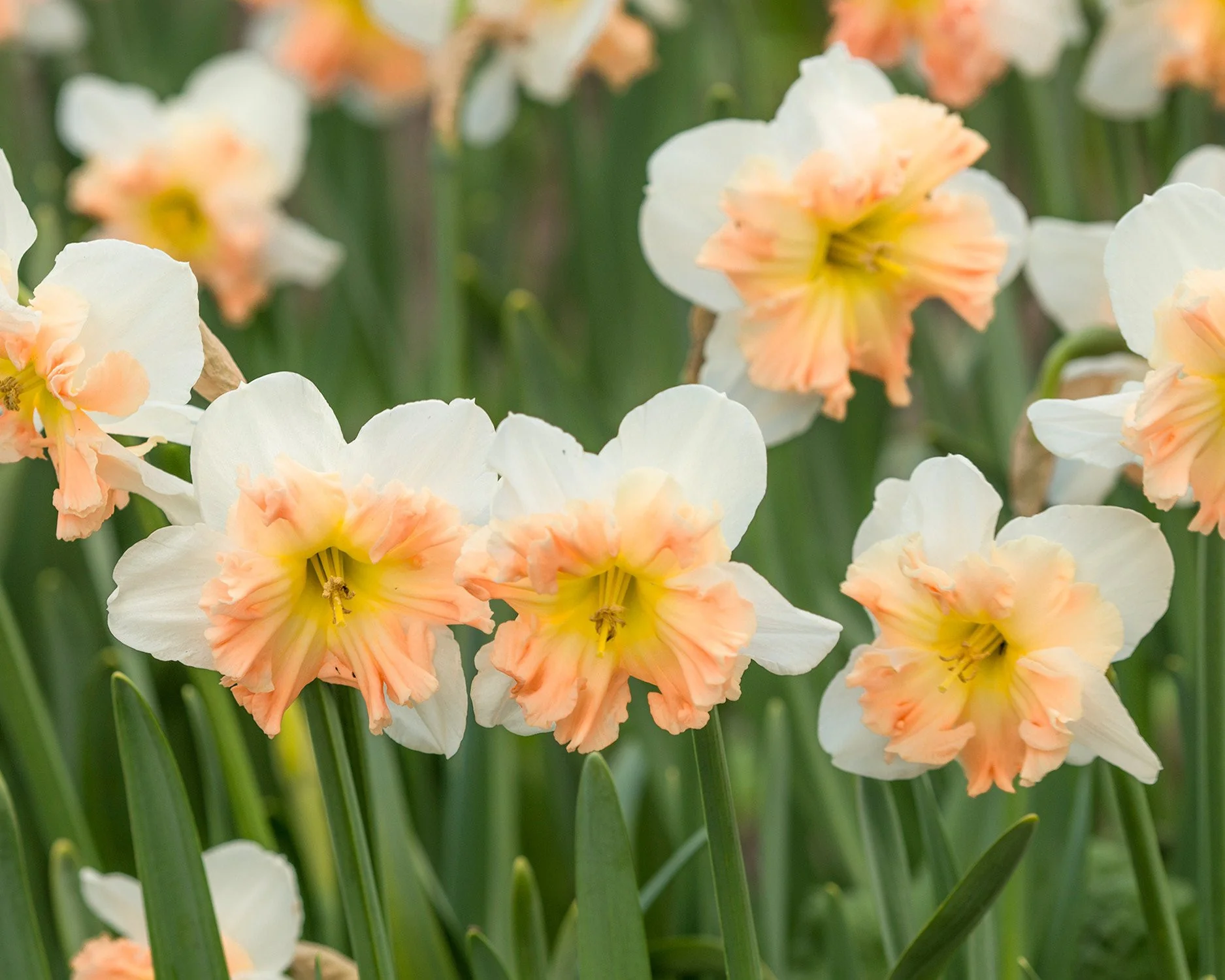 Narcissus 'Mallee' - Image 4