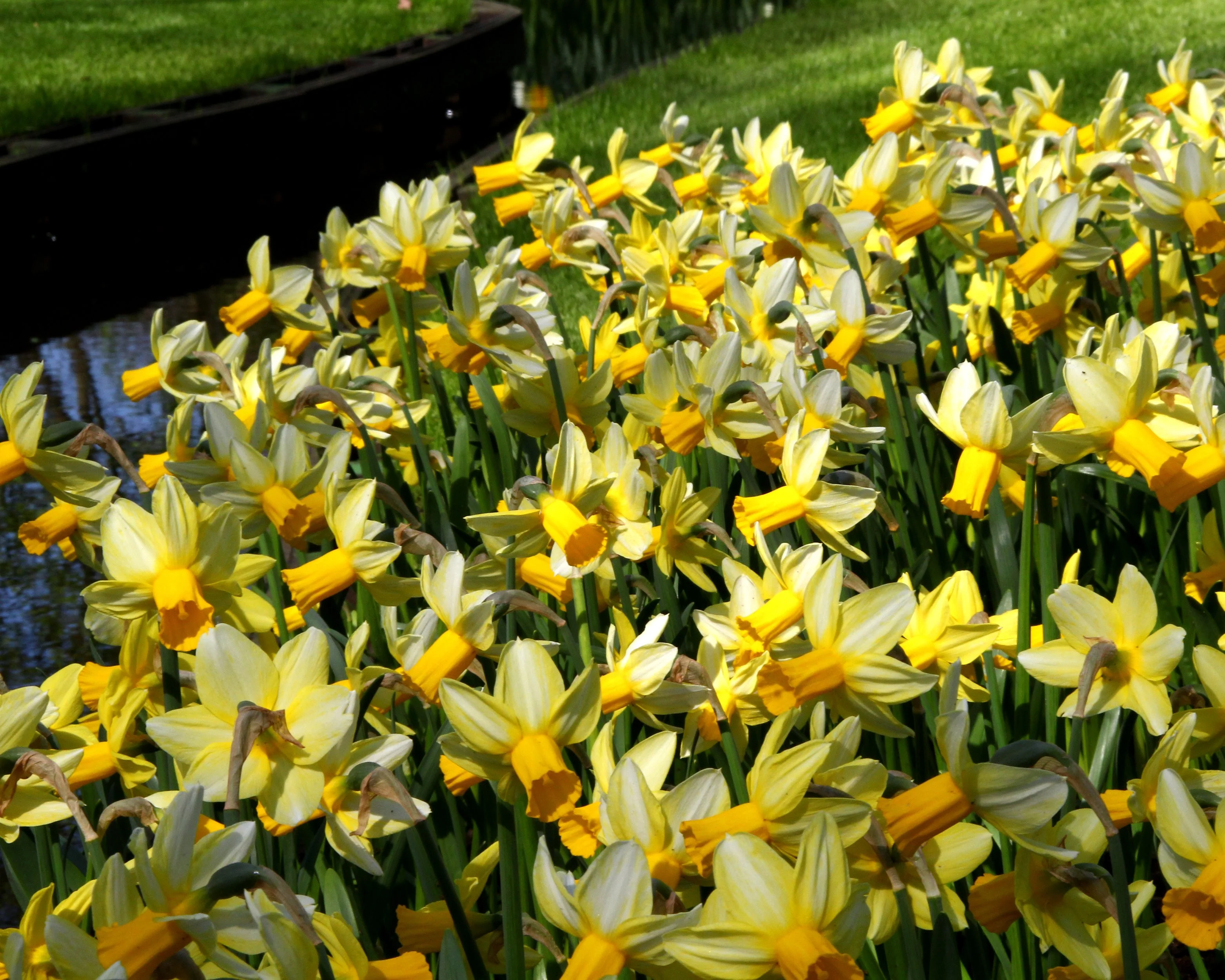 Narcissus 'Mother Duck' - Image 4