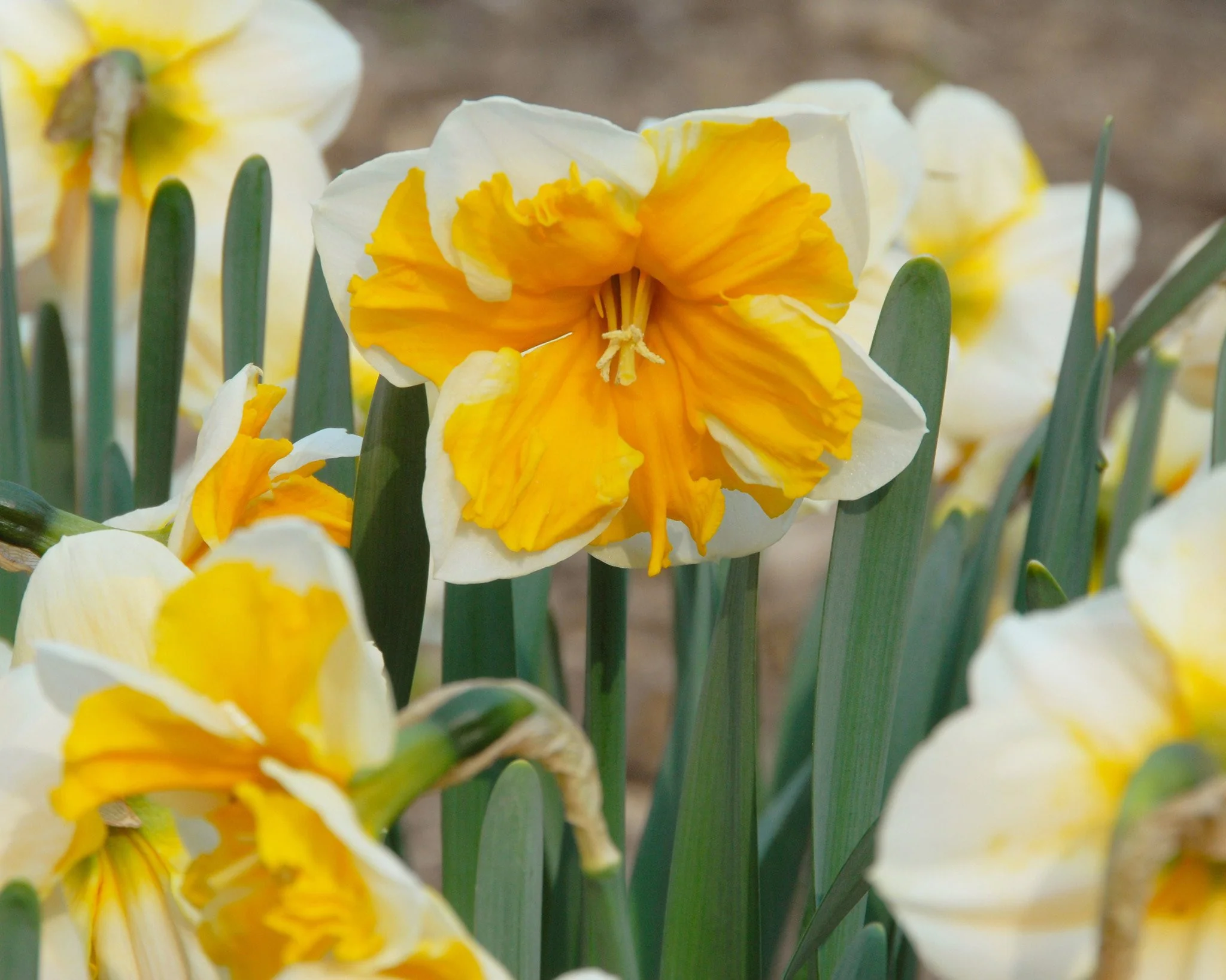 Narcissus 'Orangery' - Image 6