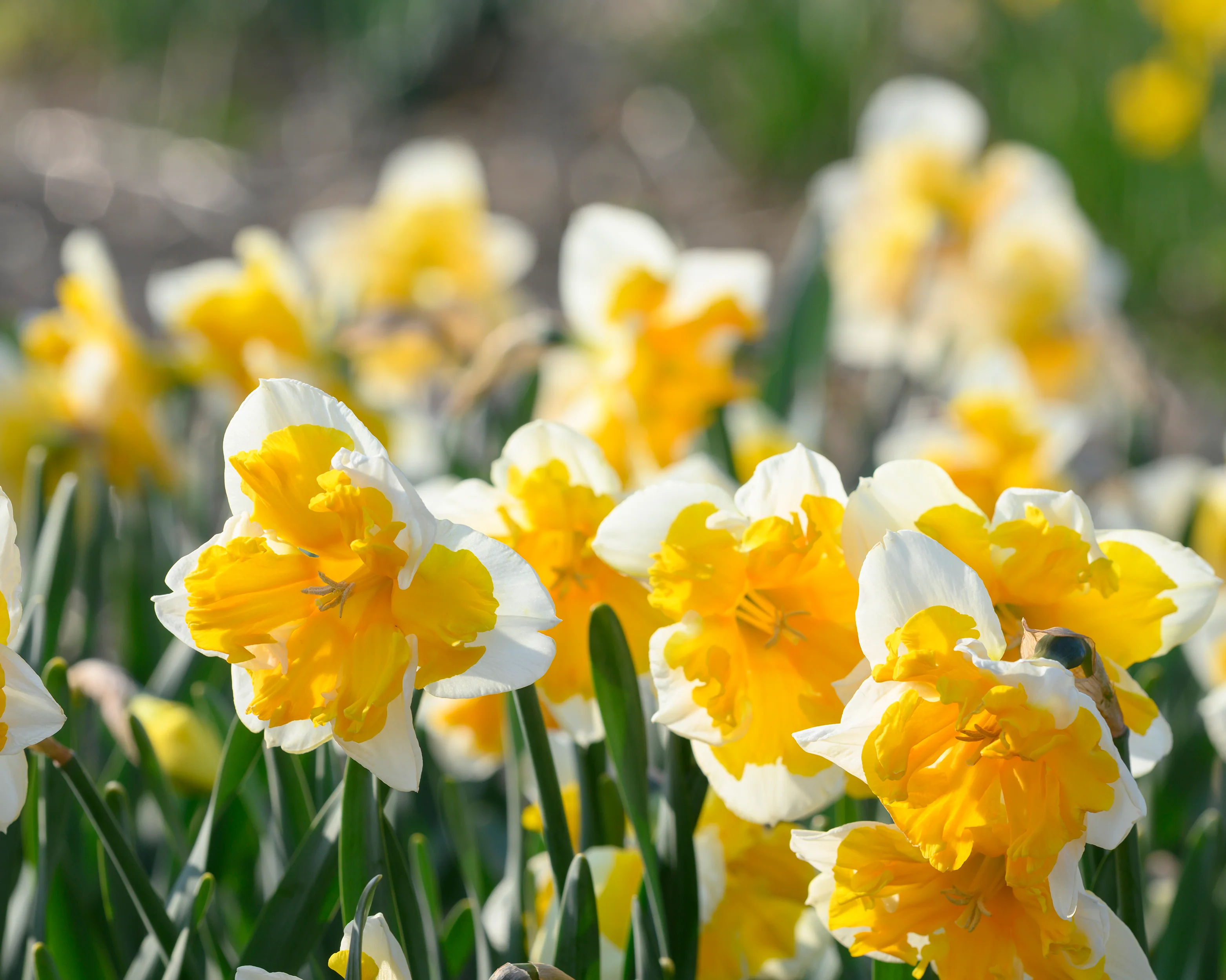 Narcissus 'Orangery' - Image 8