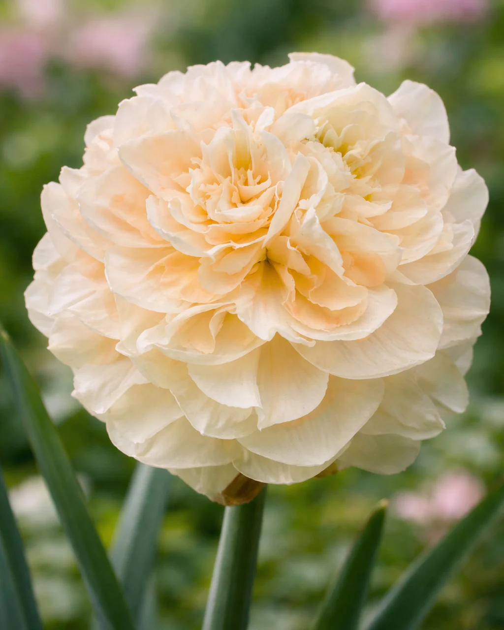 Narcissus 'Pom Pom Rose'