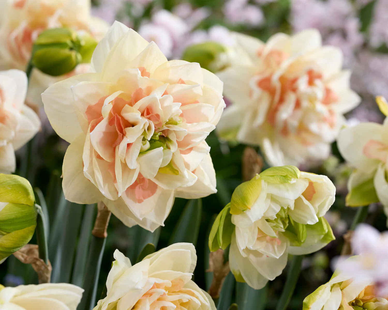 Narcissus 'Pom Pom Rose' - Image 4