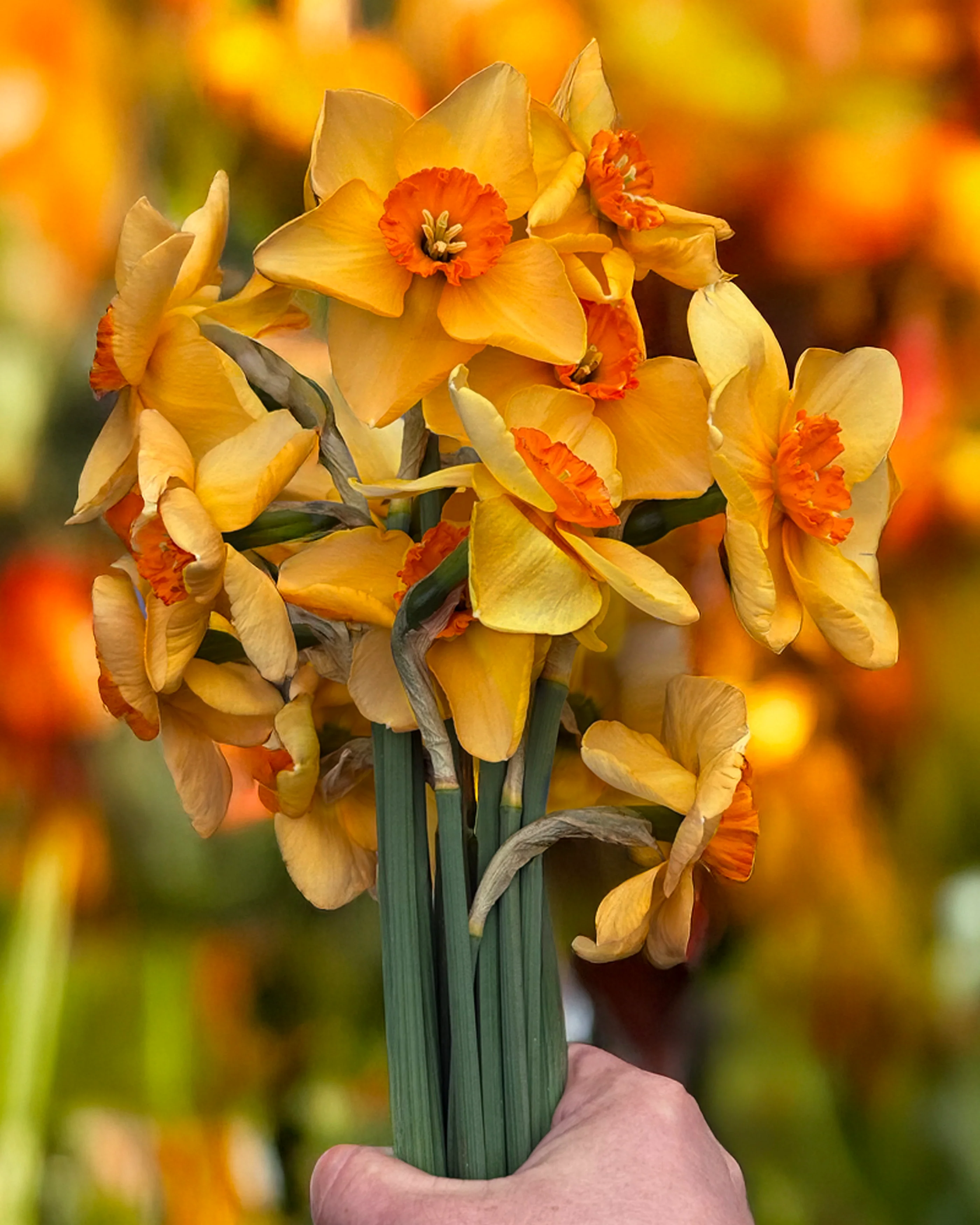 Narcissus 'Pumpkin Spice' - Image 6