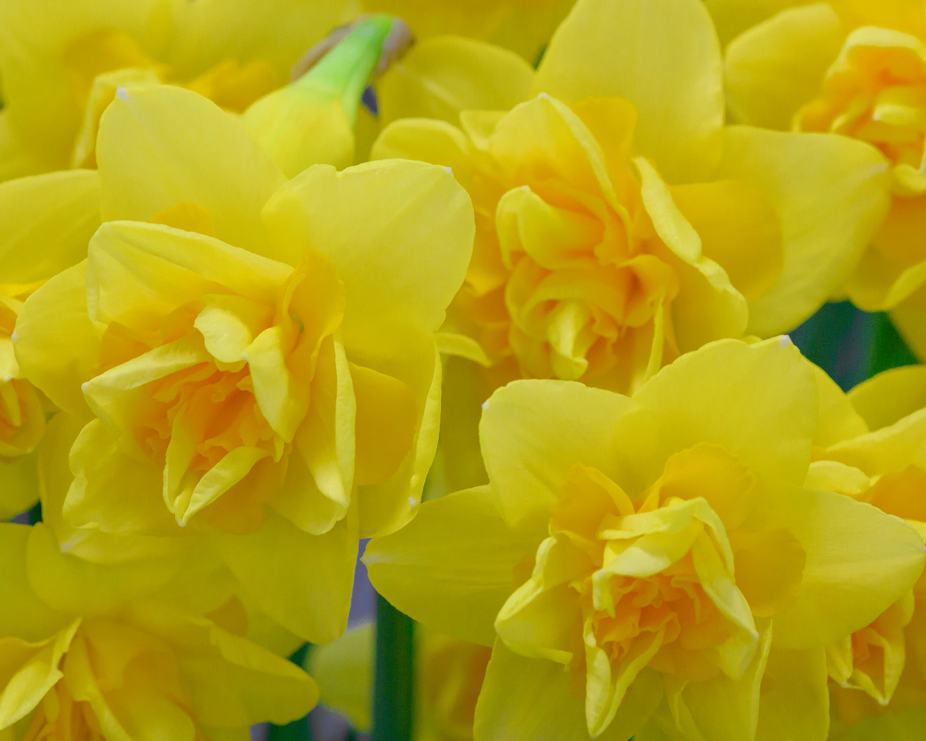 Narcissus 'Queen's Day' - Image 5