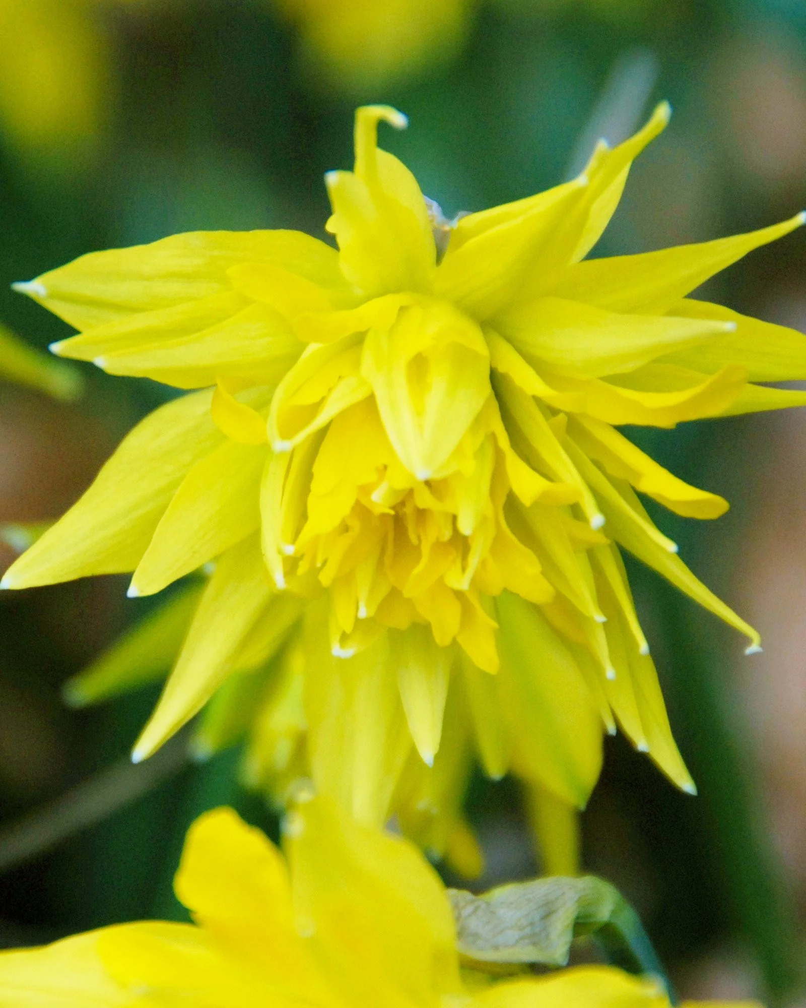 Narcissus 'Rip van Winkle'