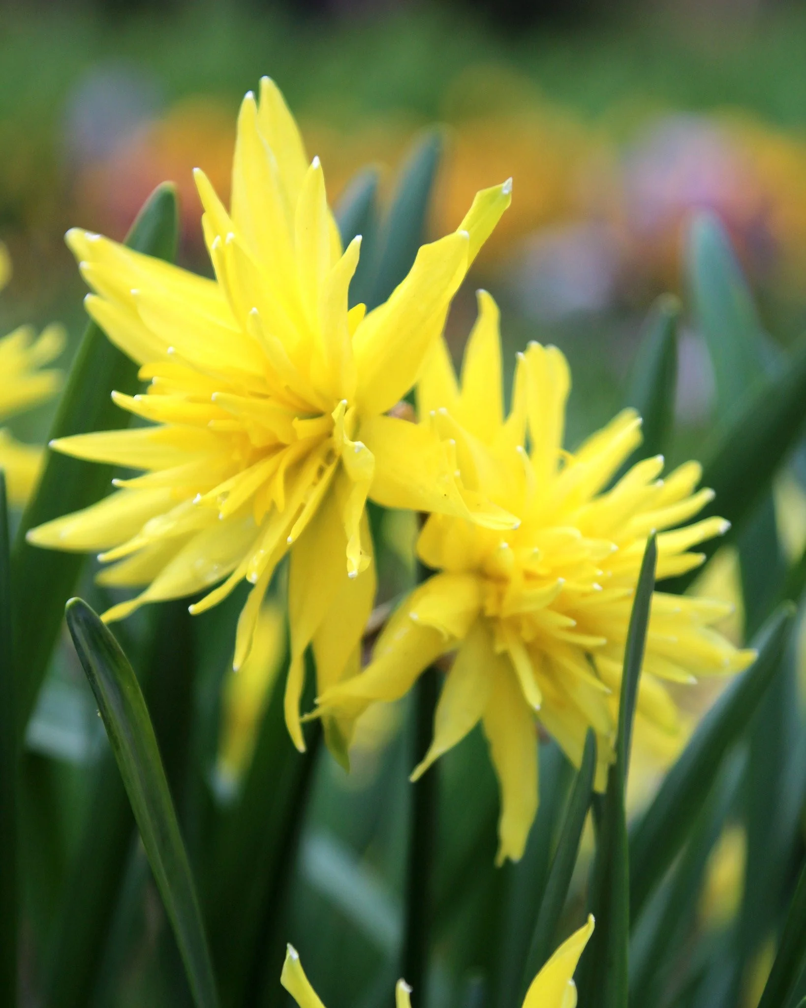 Narcissus 'Rip van Winkle' - Image 2
