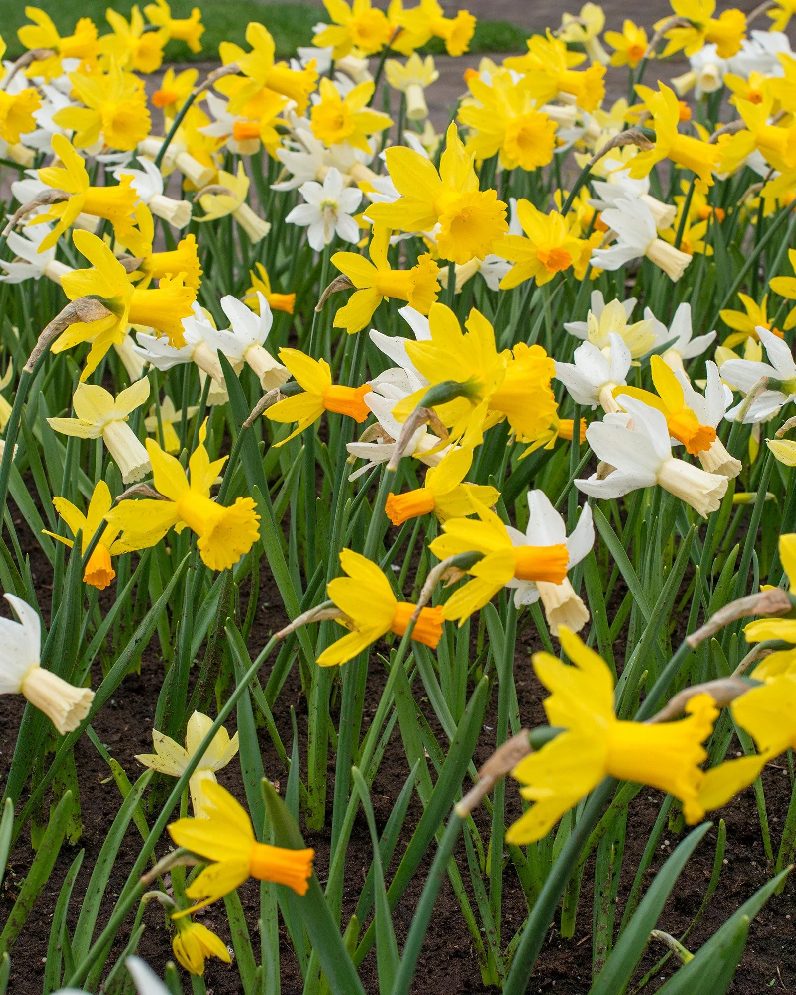 Narcissus 'Rockgarden Mix' - Image 4
