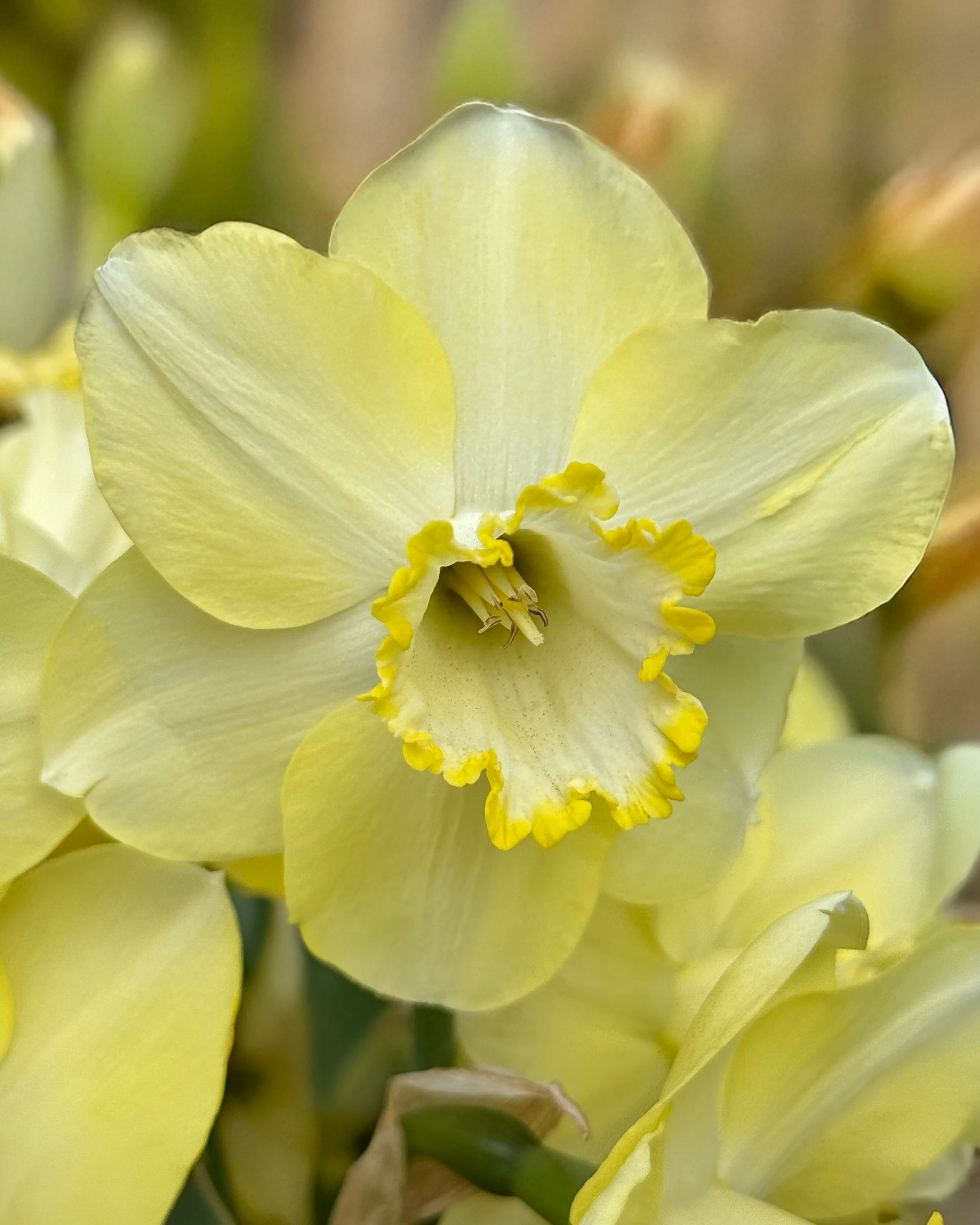 Narcissus 'Scrumpy' - Image 7