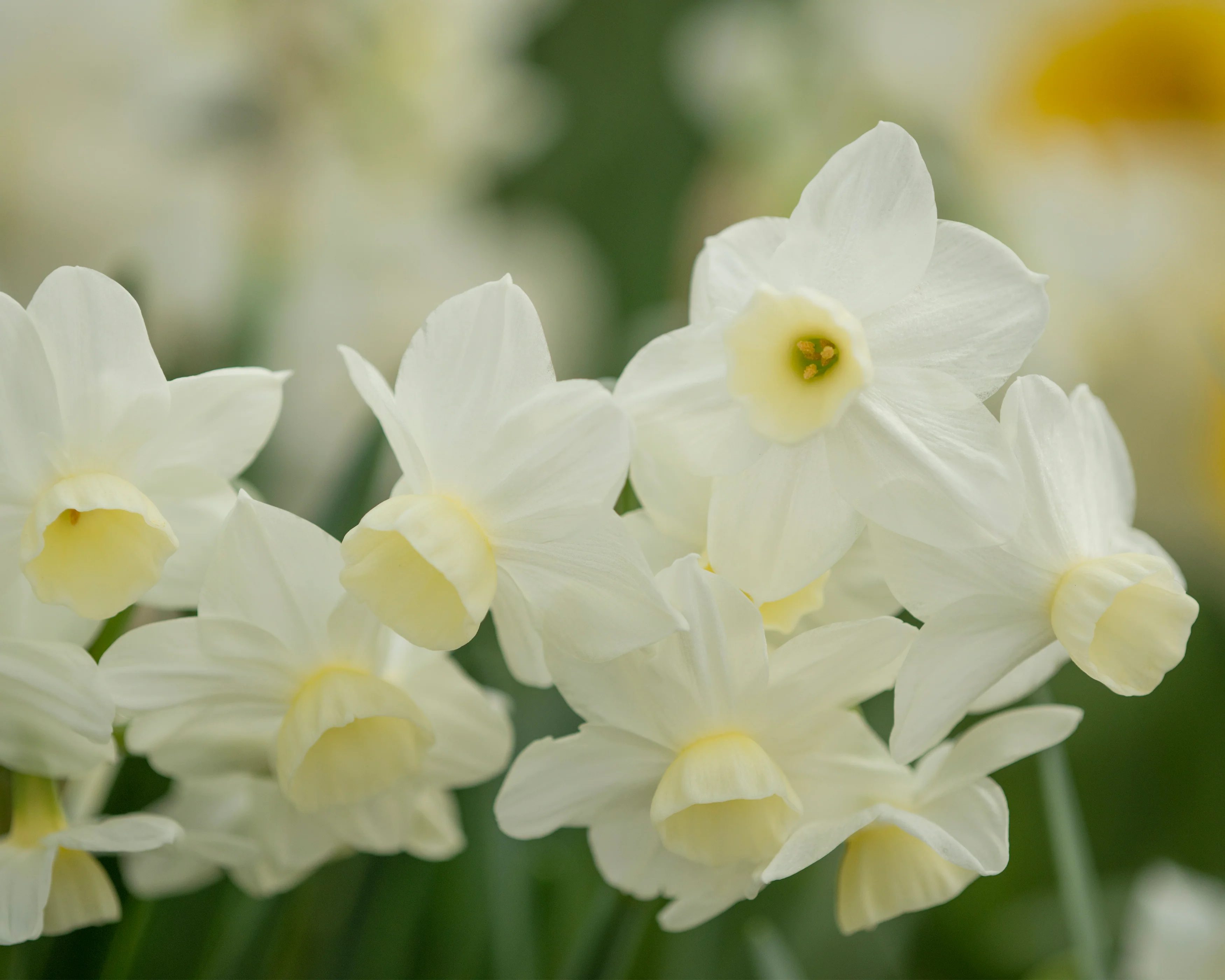 Narcissus 'Silver Chimes' - Image 8