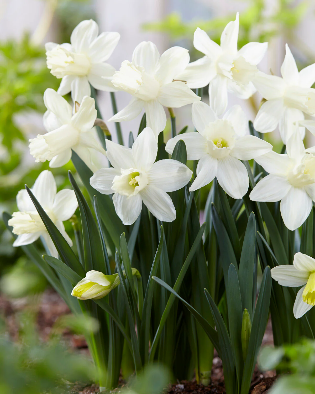 Narcissus 'Snow Baby'