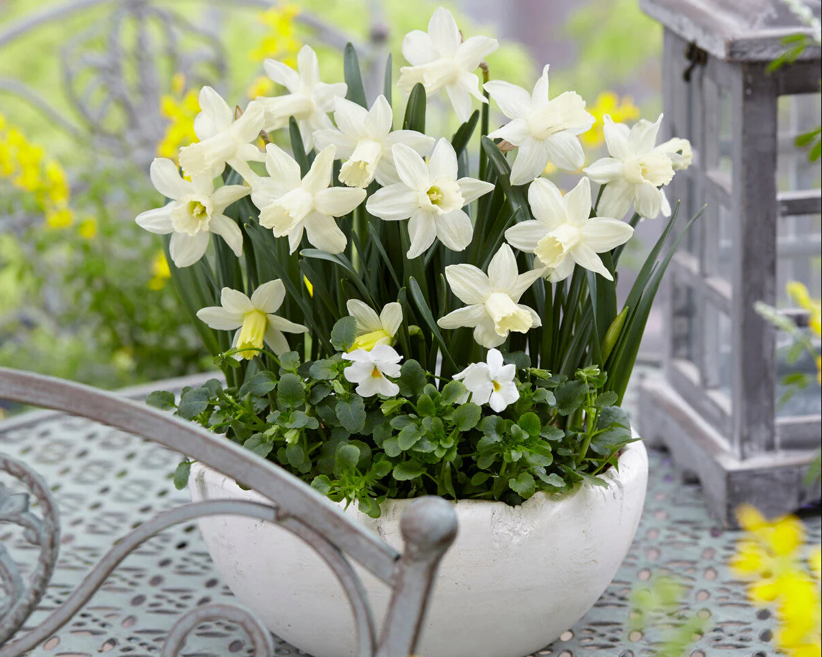 Narcissus 'Snow Baby' - Image 3
