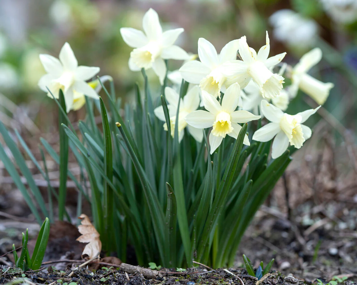 Narcissus 'Snow Baby' - Image 4